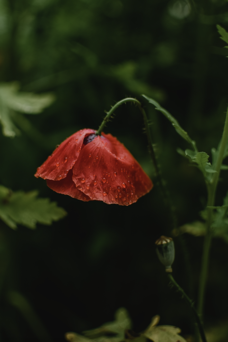 Breaking down Tall Poppy Syndrome