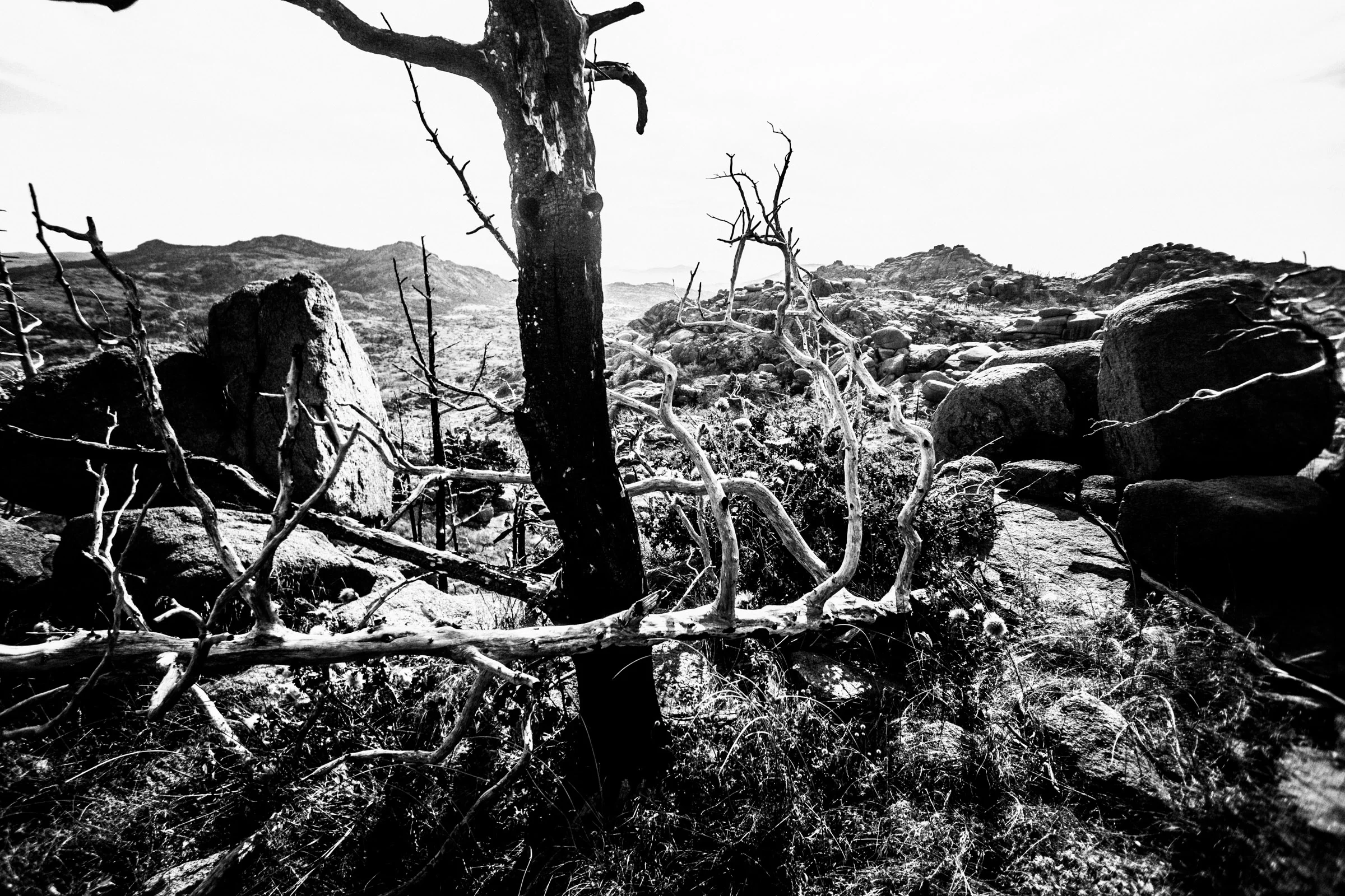 Mount Mitchell B&W 08-07-16 (22 of 35).jpg