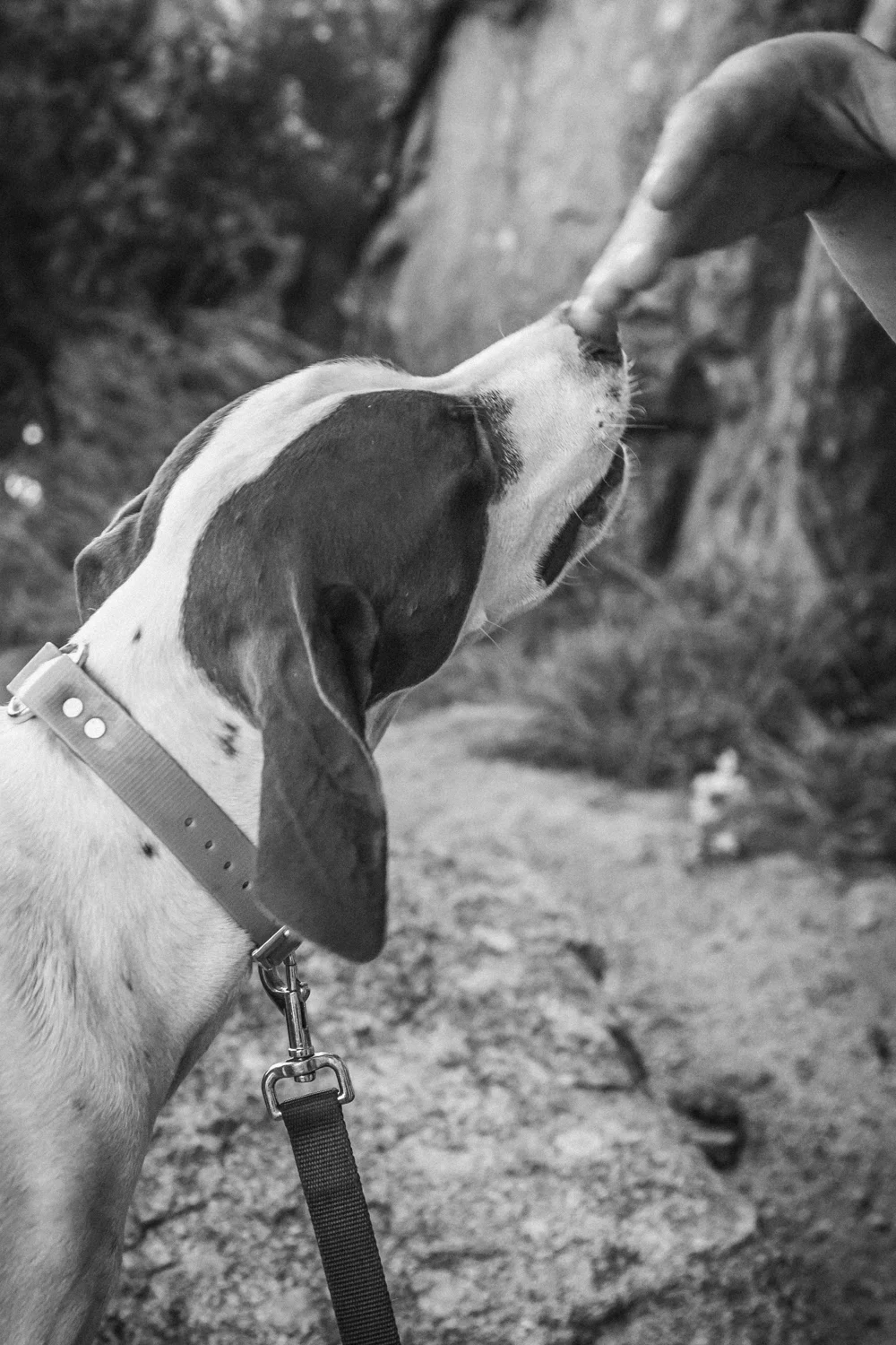 dogs-mountains-hiking-adventure-explore-toddeclark-b-8.jpg