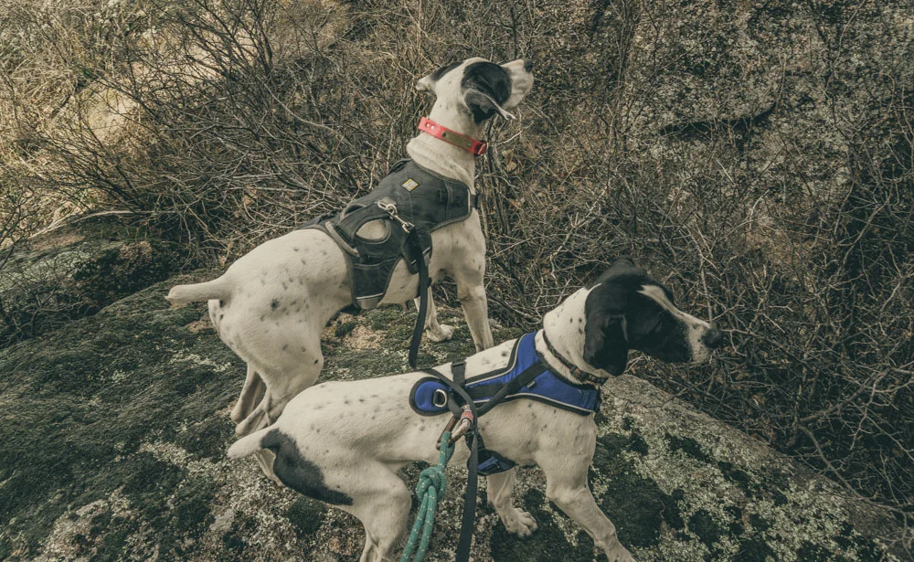 womenwhohike-dogshiking-toddeclark-nature-adventure-mountains-mountain-outdoors-hike-wanderlust-beautiful-naturelovers-love-view-outdoor-neverstopexploring-backpacking-climbing-wilderness-optoutside-keepitwild-32.jpg