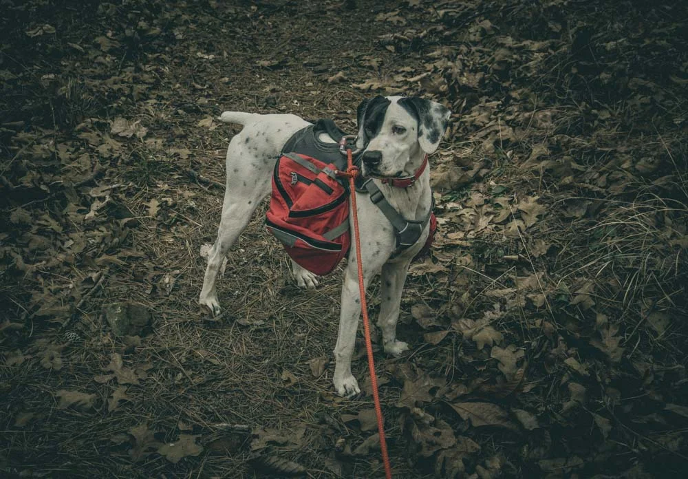 womenwhohike-mcgeecreek-dogshiking-toddeclark-nature-adventure--outdoors-hike-wanderlust-beautiful-naturelovers-view-outdoor-neverstopexploring-backpacking-climbing-wilderness-optoutside-keepitwild-28.jpg