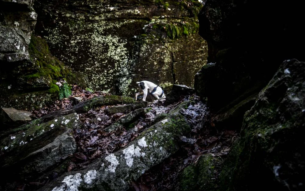Womenwhoexplore-womenwhohike-dogshiking-dogswhohike-toddeclark-nature-adventure-mountains-mountain-outdoors-hike-wanderlust-beautiful-naturelovers-view-outdoor-neverstopexploring-backpacking-wilderness-optoutside-keepitwild-13.jpg