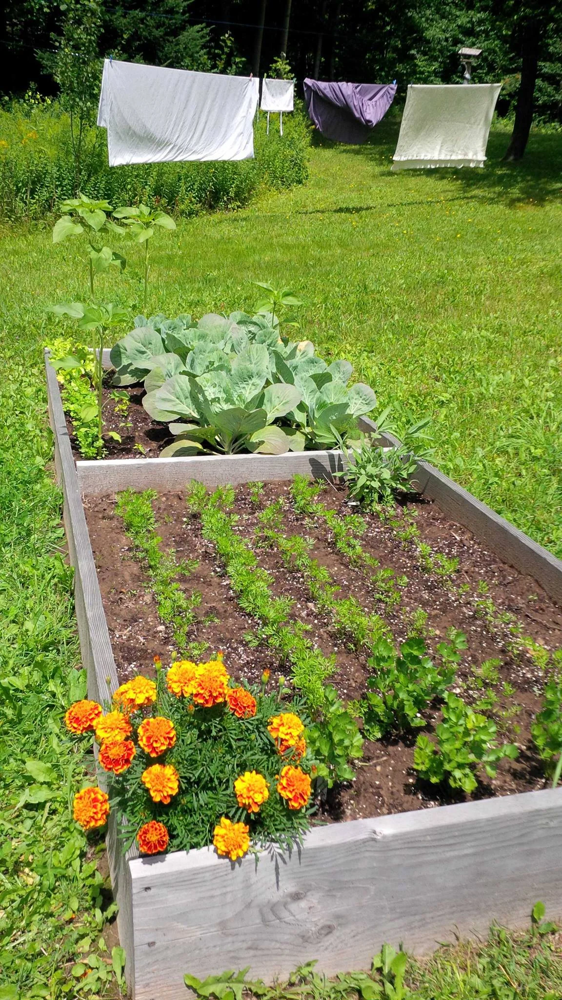 garden.jpg