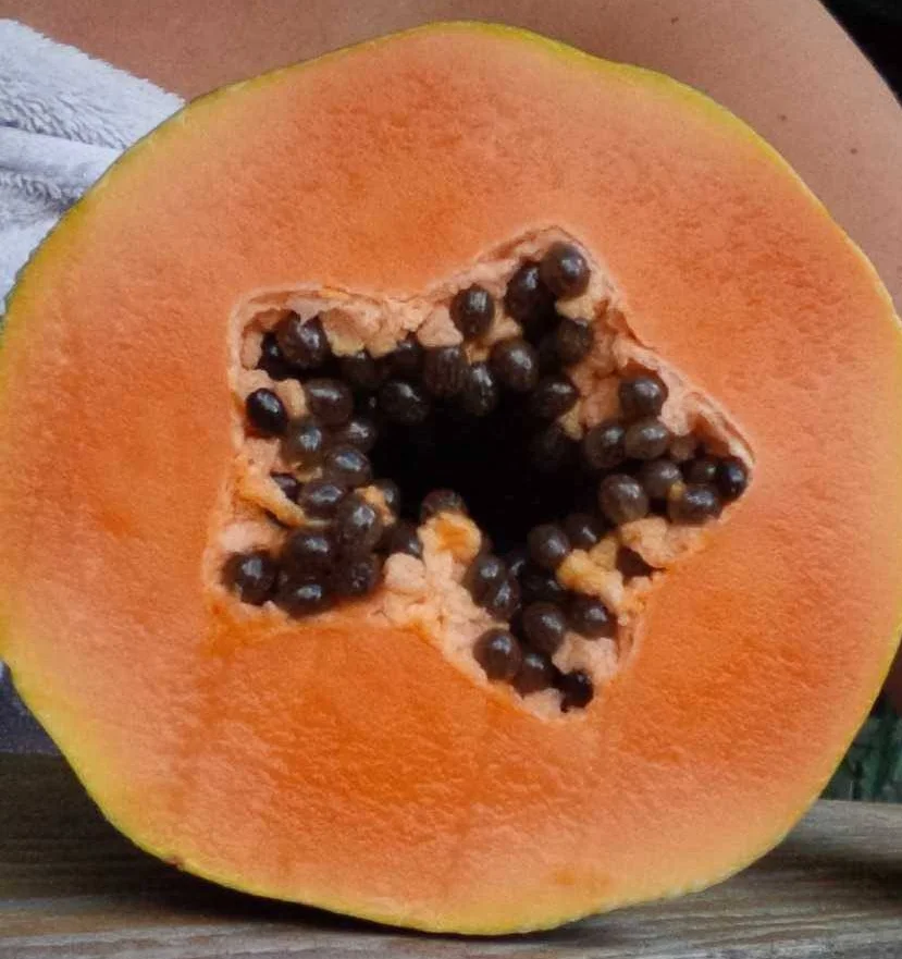 papaya.jpg