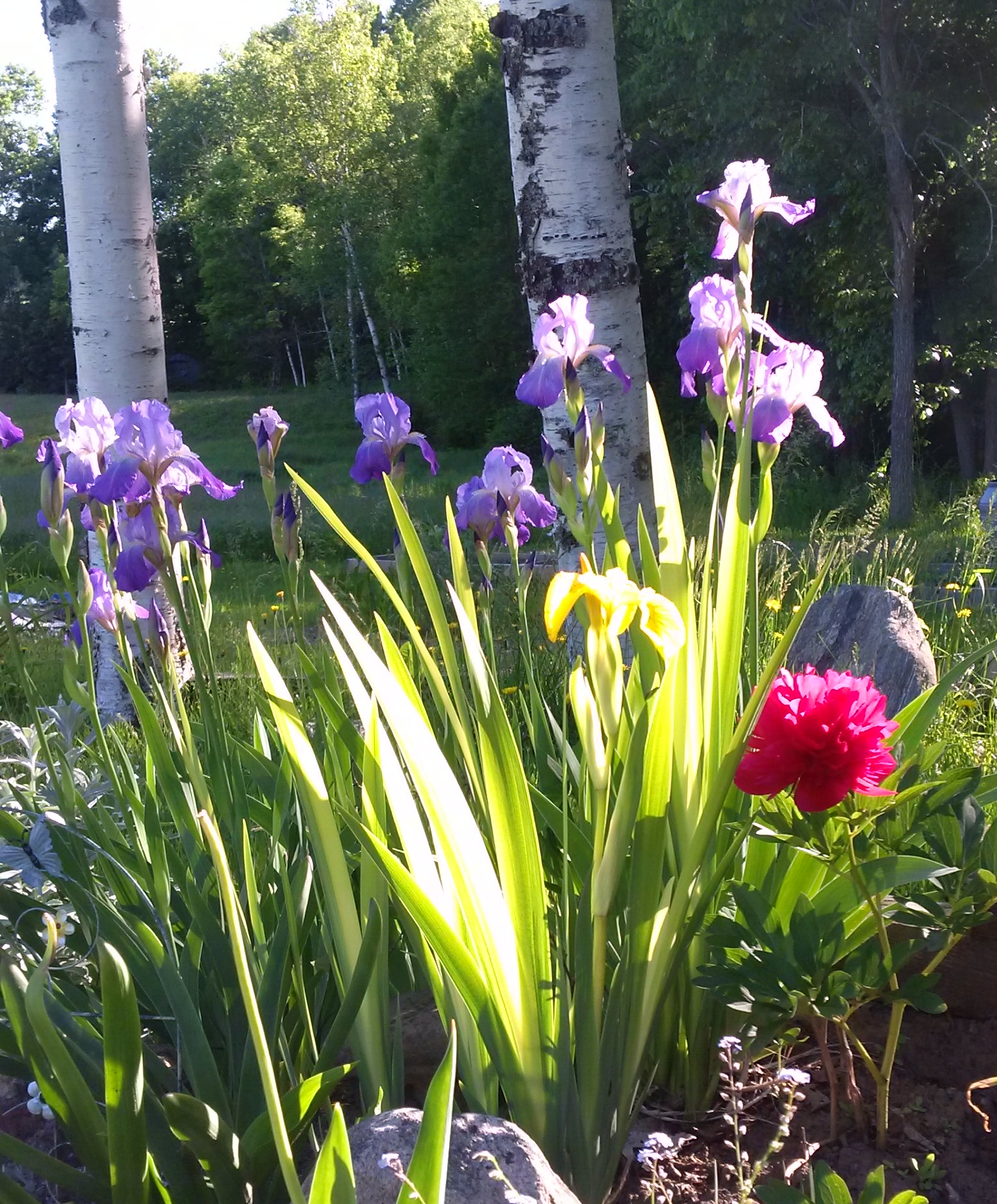 flowers.jpg