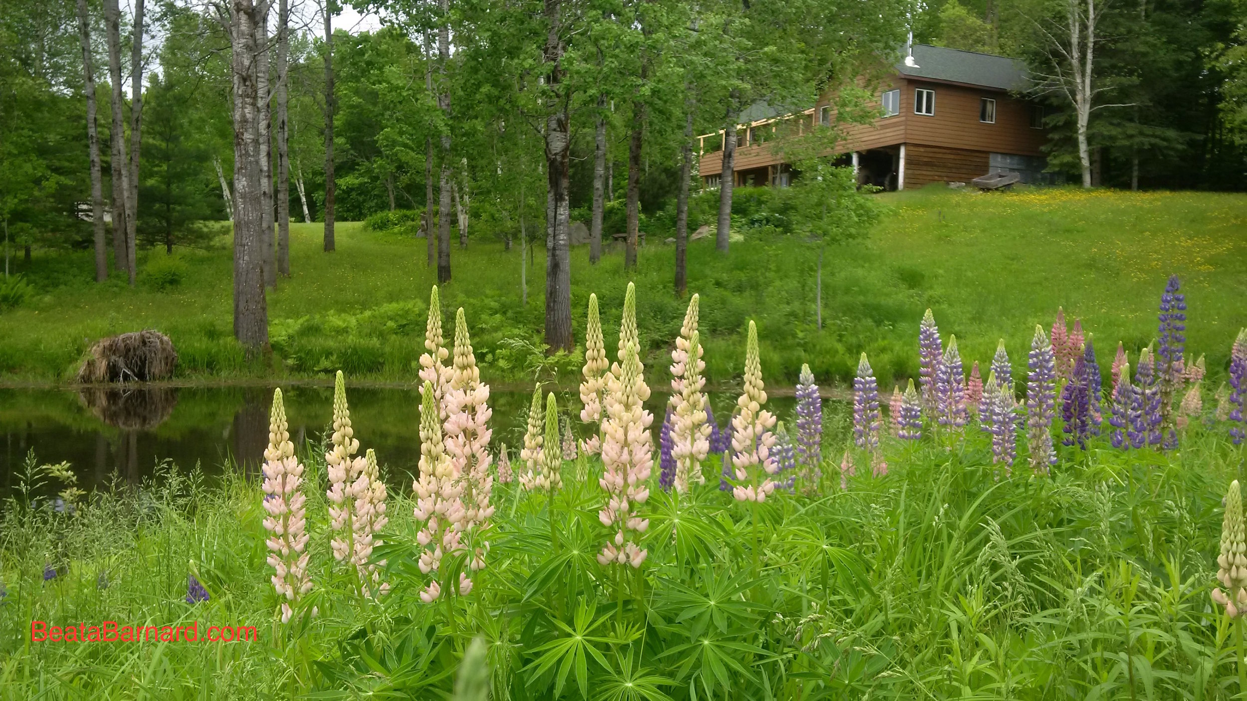 Shanti Vana Lupins 5:16.jpg