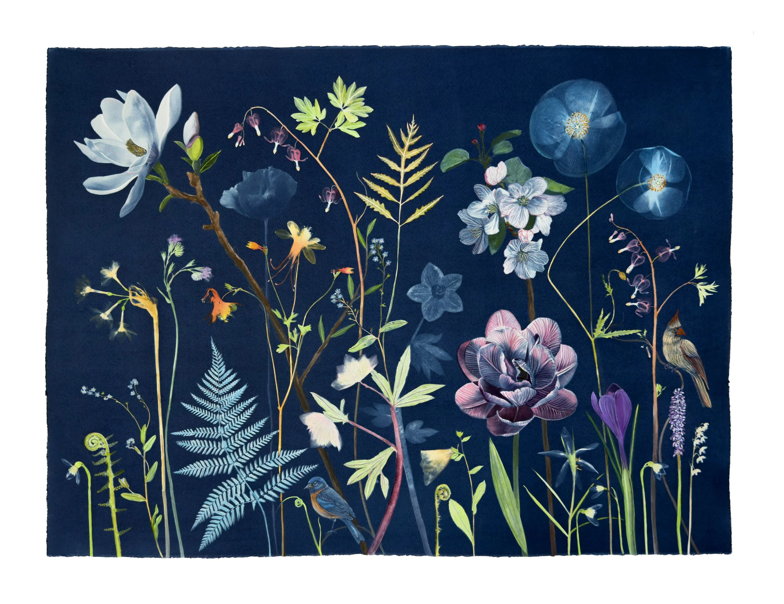 Picturesque Botany (Magnolia, Poppy, Fern, Hellebore, Blossom), 2026, 23” x 30” watercolor, gouache and cyanotype on watercolor paper   private collection  