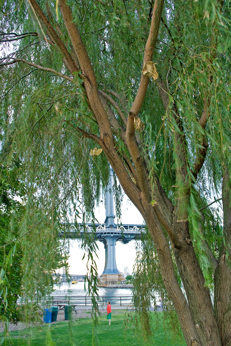 Gilded Phytophillic Bats (Brooklyn Bridge Park)