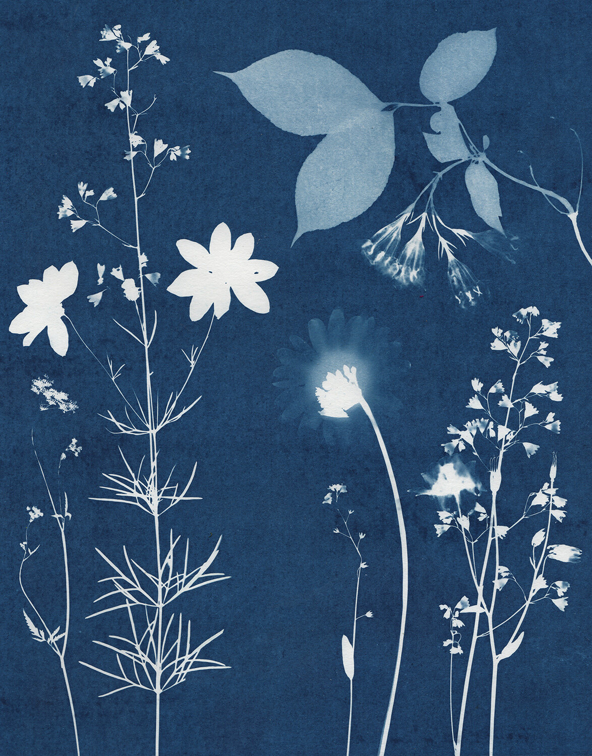  2020, 11" x 14" cyanotype on watercolor paper 