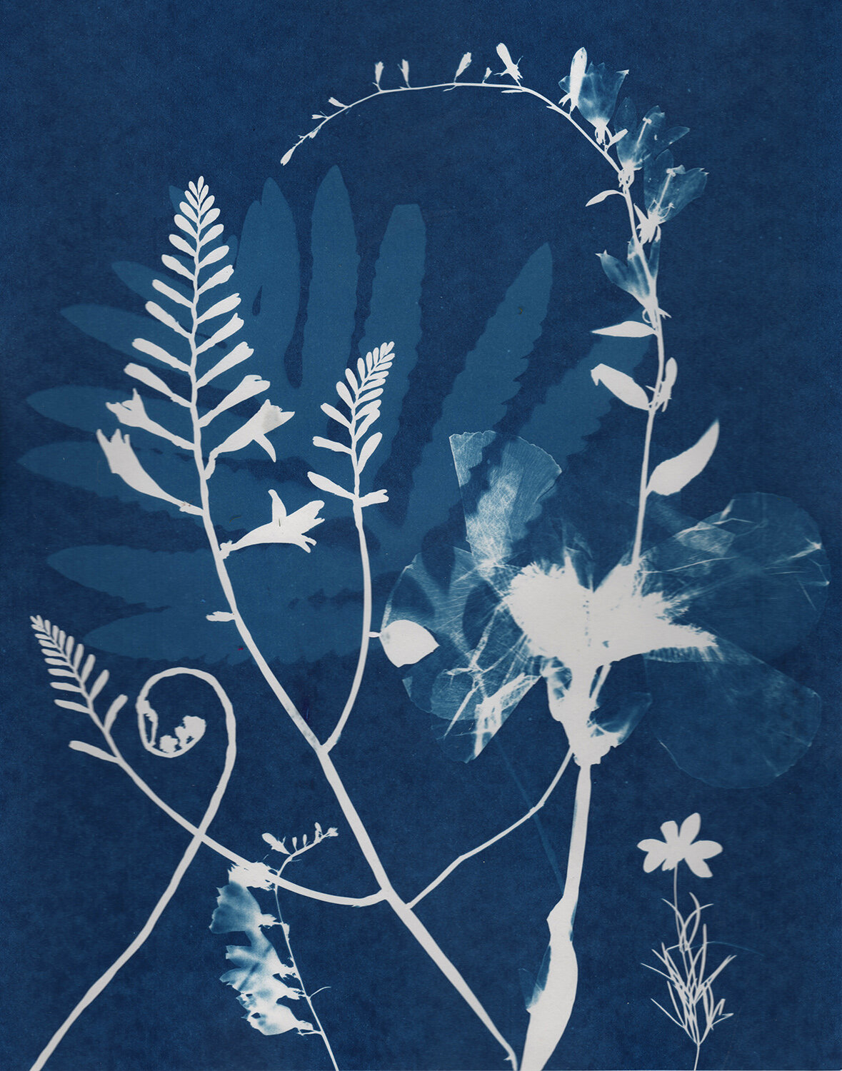  2020, 14" x 11" cyanotype on watercolor paper 