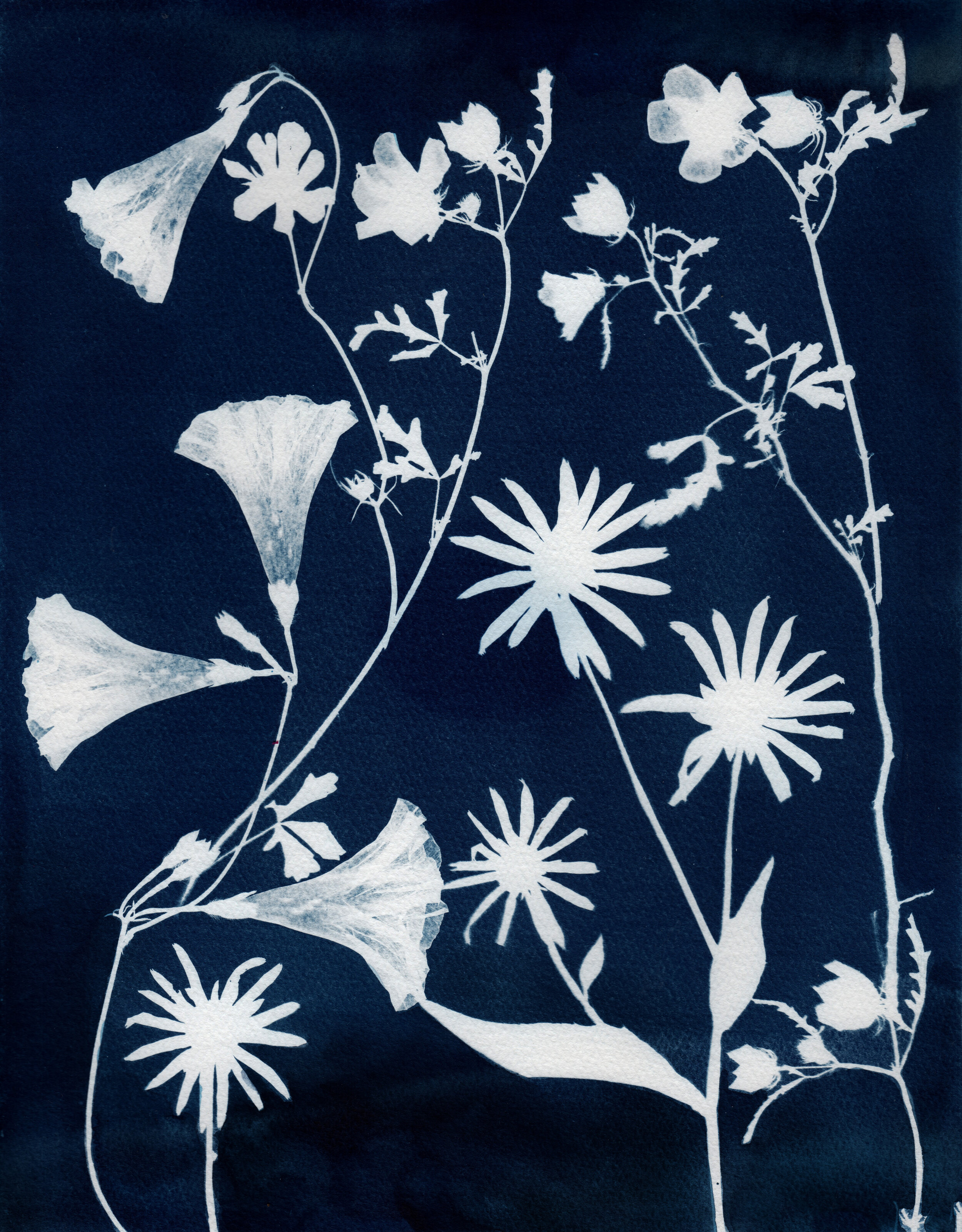  2020, 14" x 11" watercolor, gouache and cyanotype on watercolor paper 