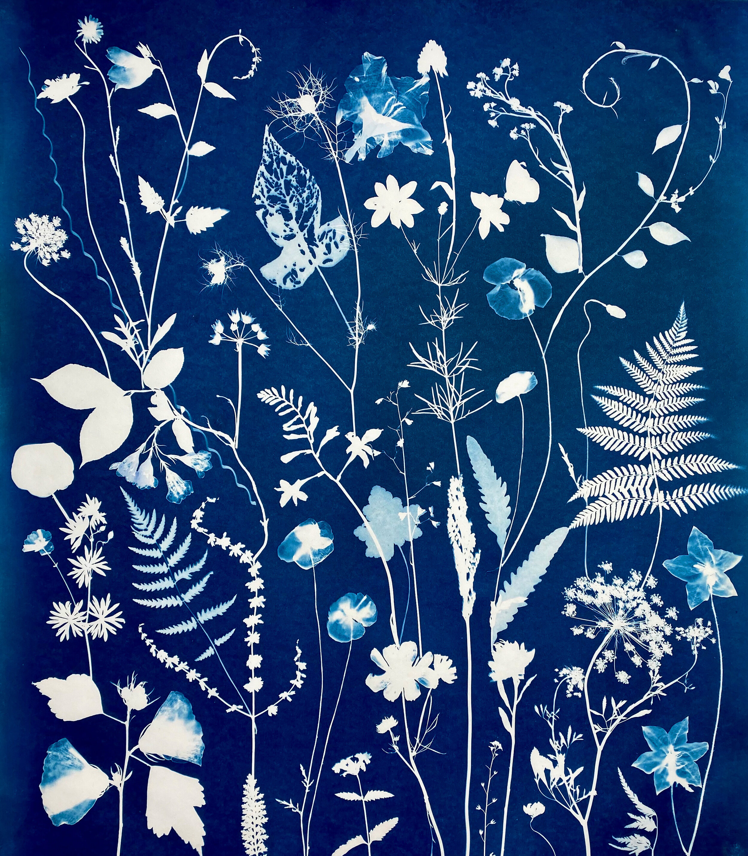 Cyanotype (Poppies, Cosmos, Rose of Sharon, Ferns, Queen Anne’s Lace, etc)
