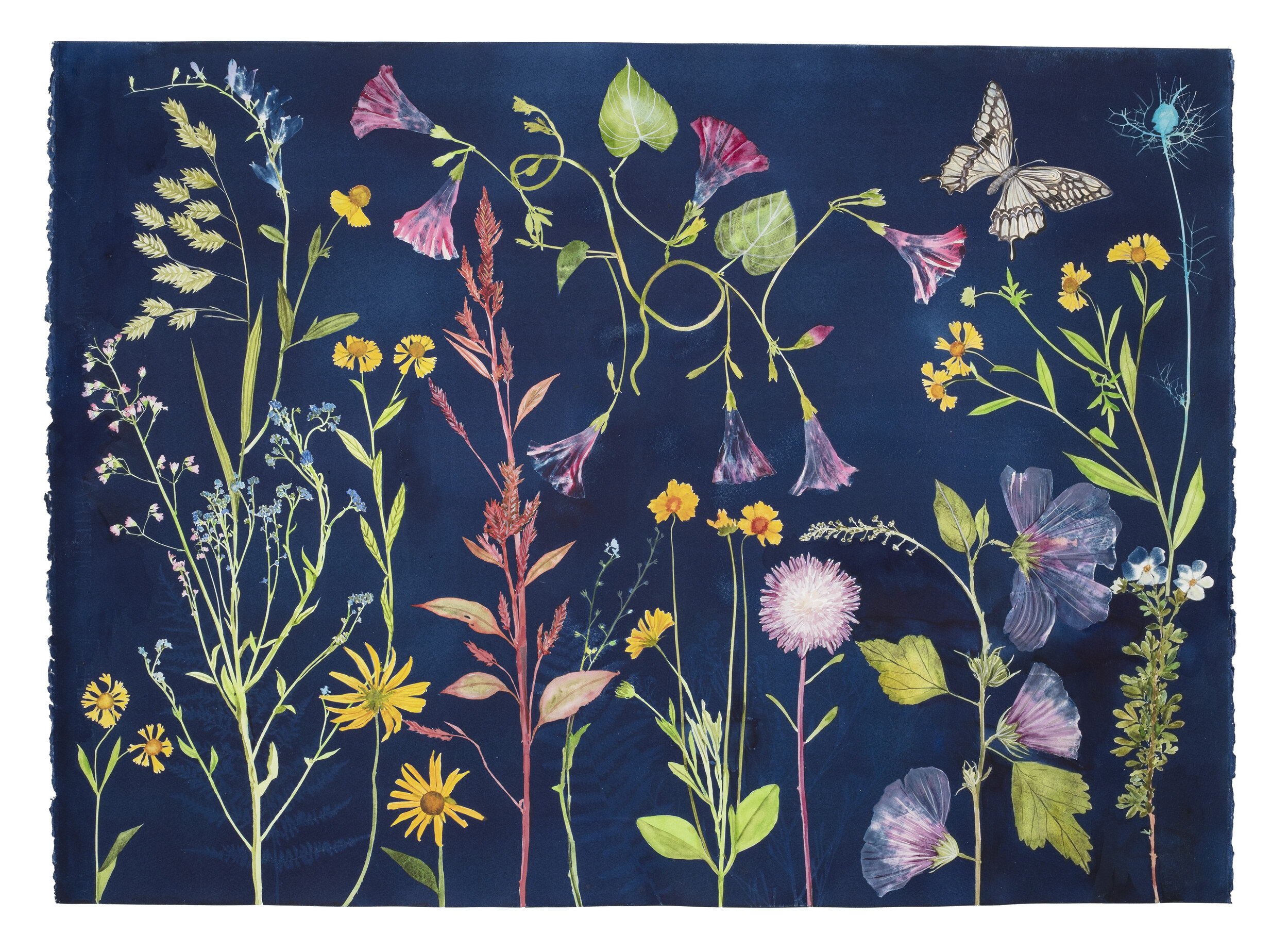 Cyanotype Painting (Morning Glories, Rose of Sharon, Hellenium, Swallowtail, etc) 2021