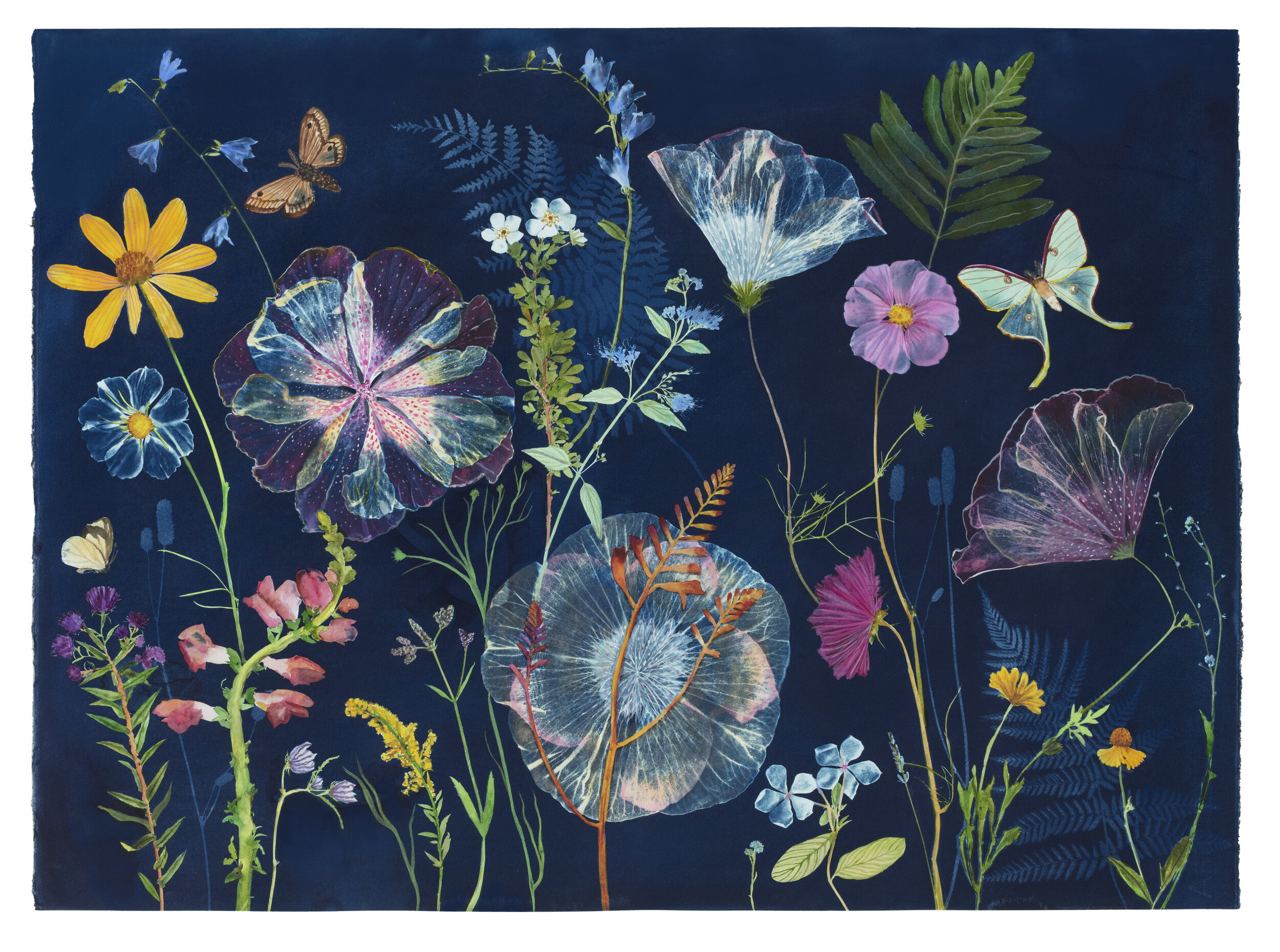 Cyanotype Painting (Hibiscus, Ferns, Montbretia, Moths, etc)