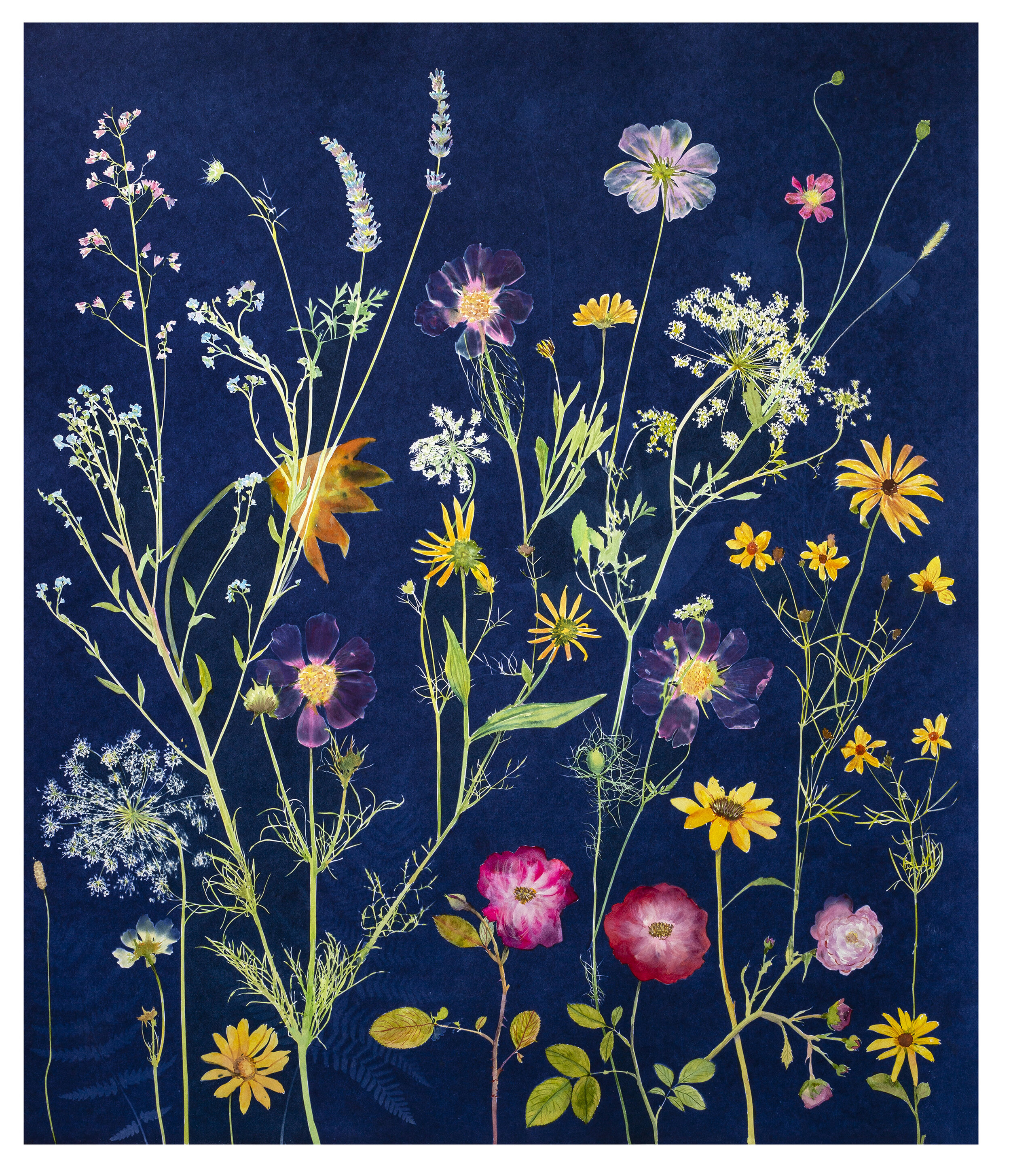 Cyanotype Painting (Cosmos, Roses, Squash Blossom, etc)