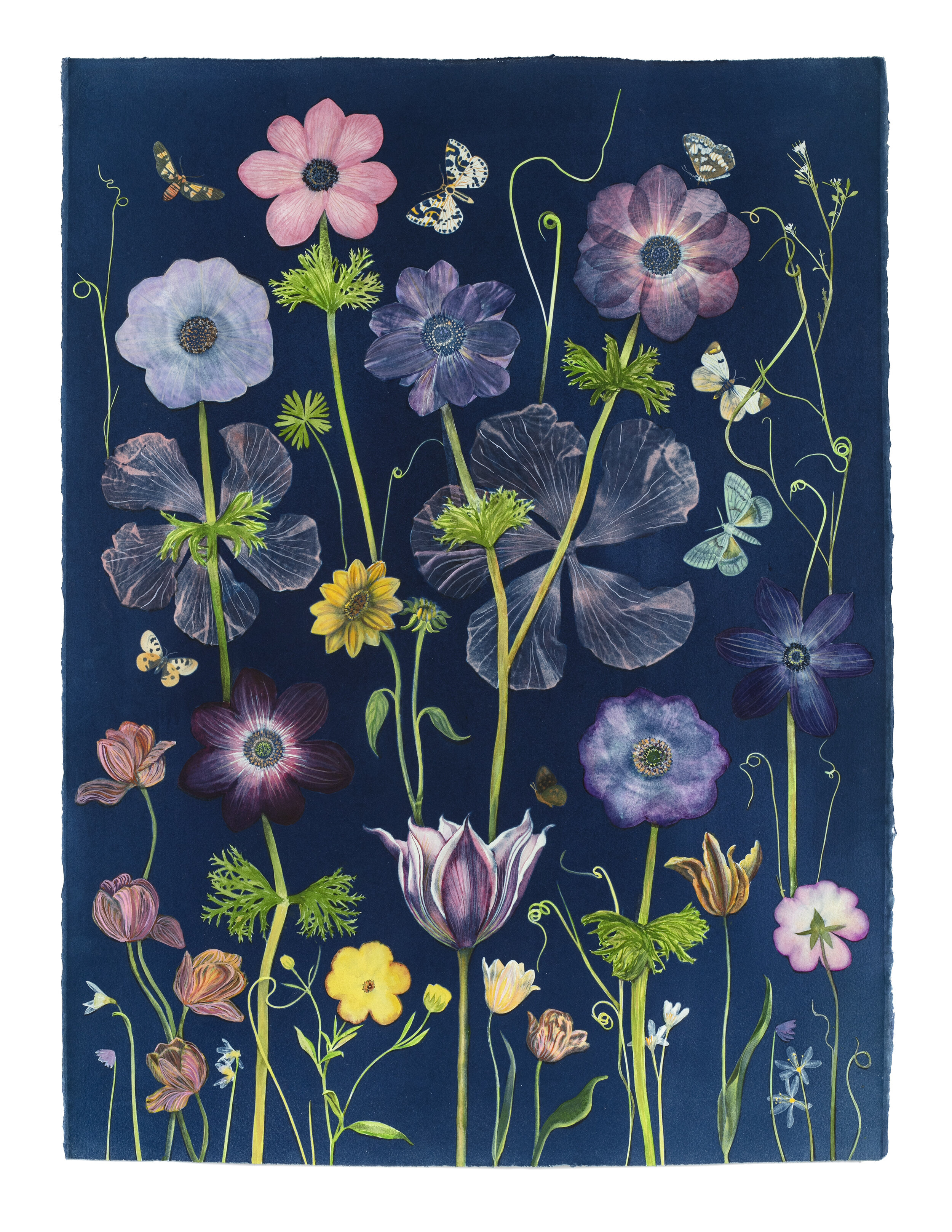 Cyanotype Painting (Anemones, Tulips, Snowdrops, Hibiscus, Pollinators, etc)