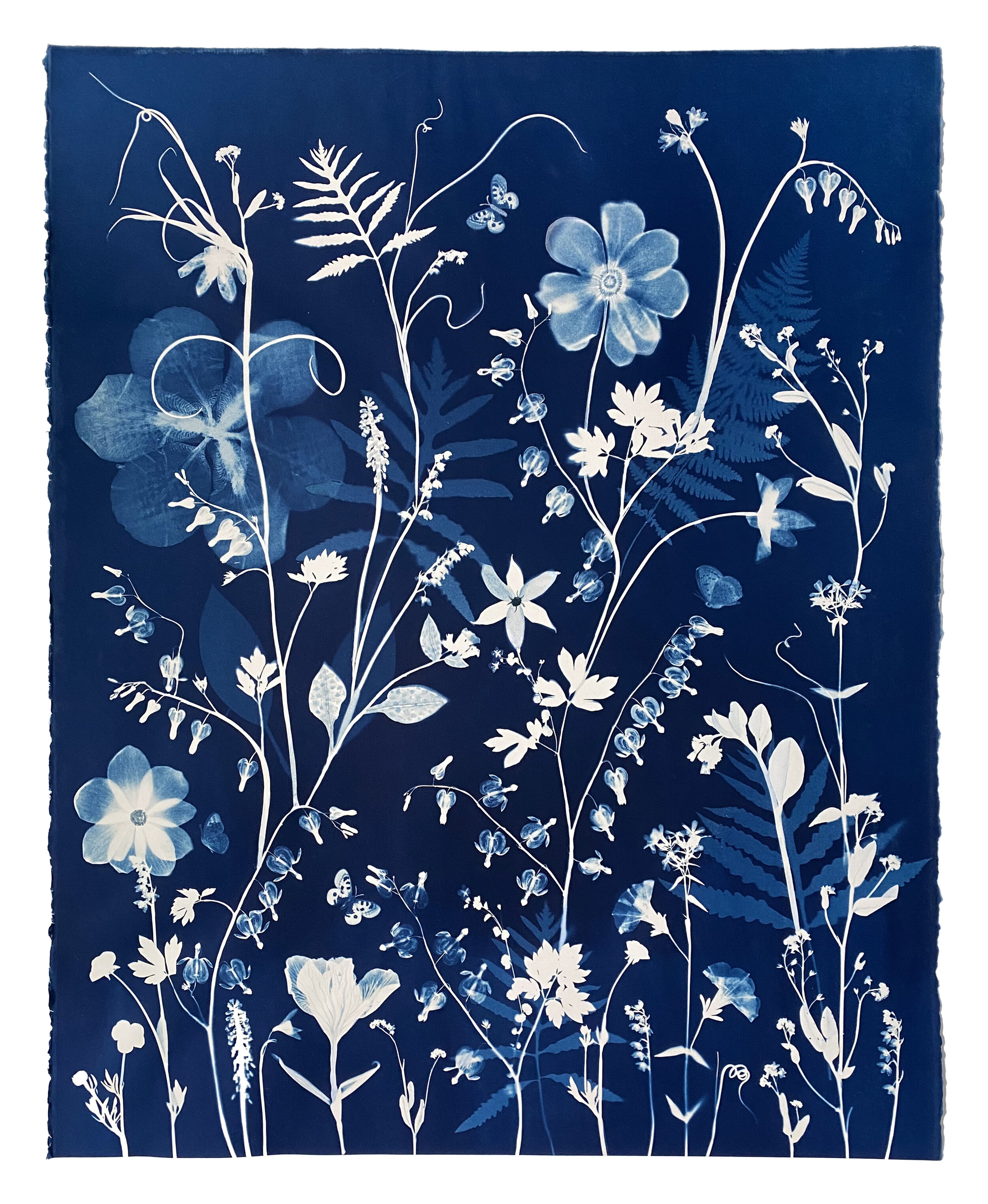 Cyanotype Painting (Bleeding Hearts, Anenomes, Forget Me Nots, Ferns, Pollinators, etc)