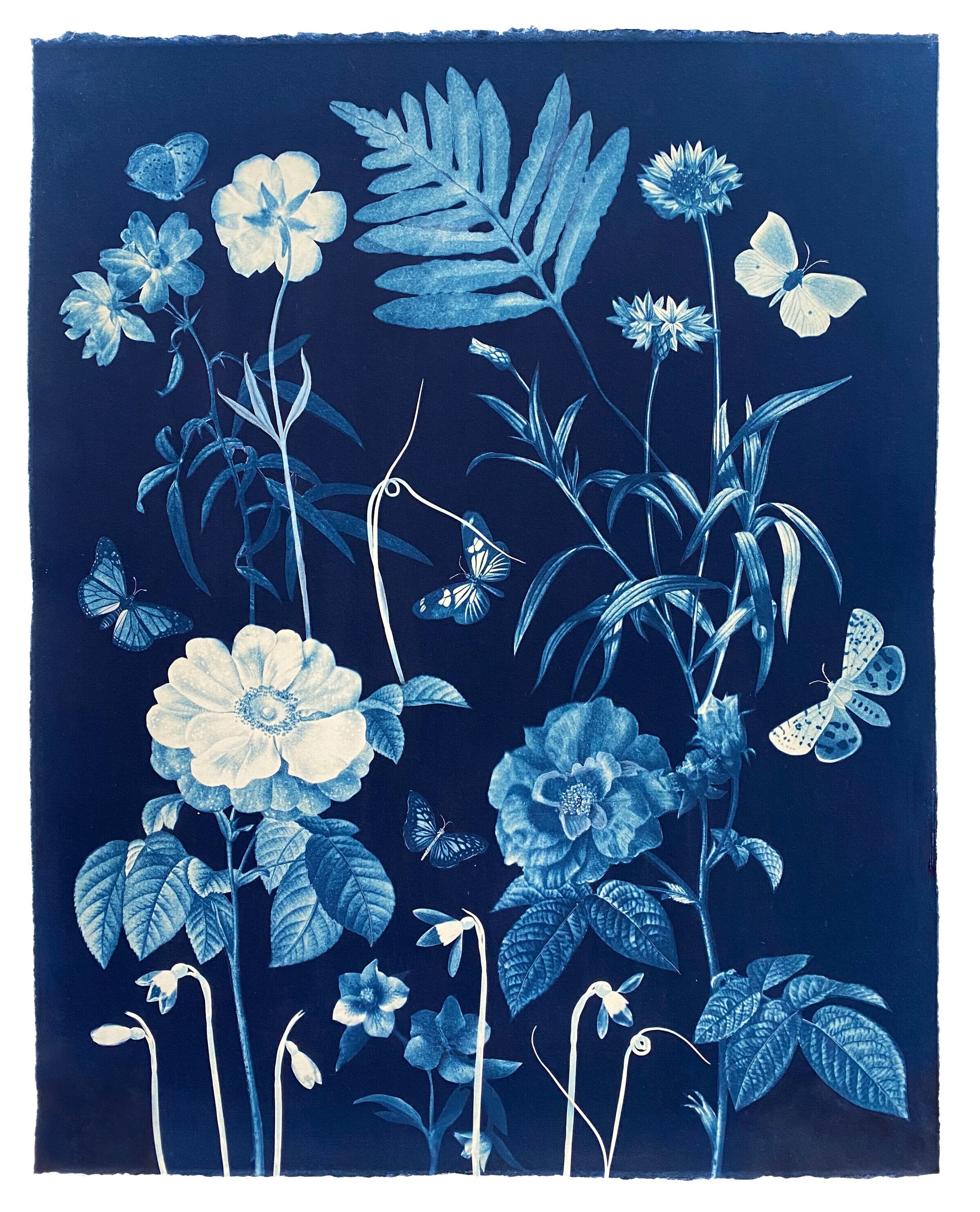 Cyanotype Painting (Roses, Snowdrops, Pollinators, etc)