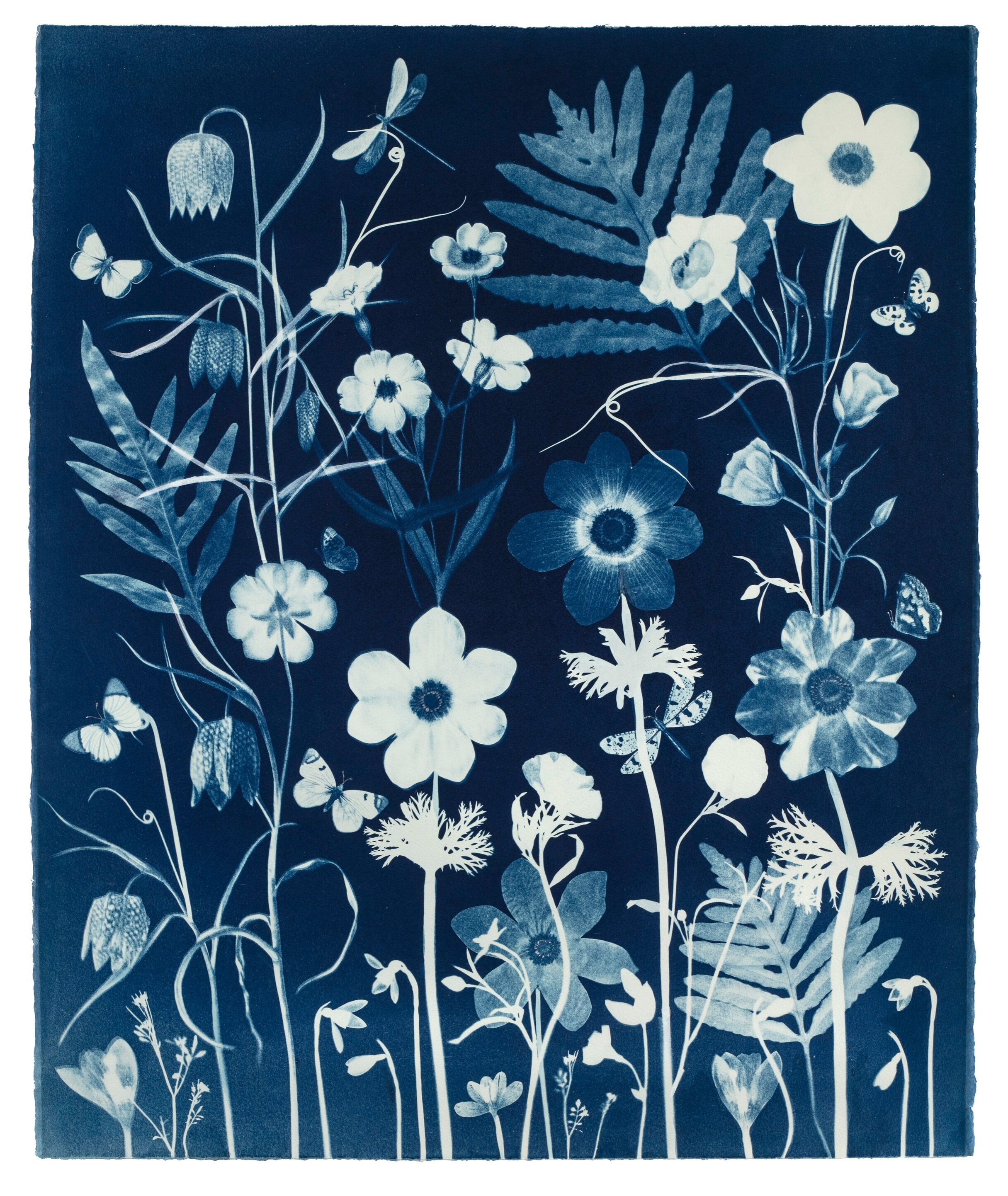Cyanotype Painting (Anemones, Ferns, Fitillarias, Snowdrops, Pollinators, etc)