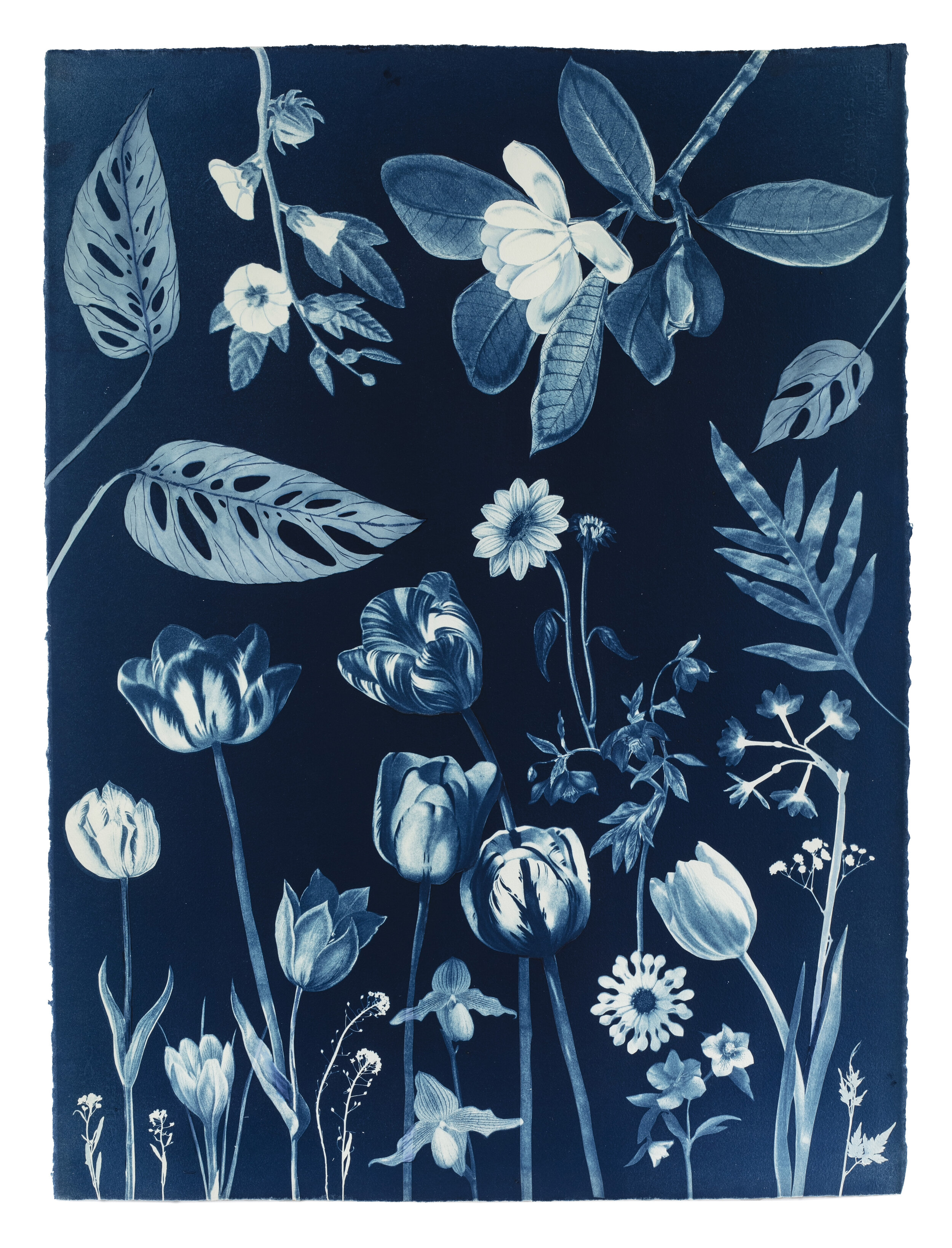 Cyanotype Painting (Magnolia, Tulips, Orchids, Leaves, Ferns, etc)