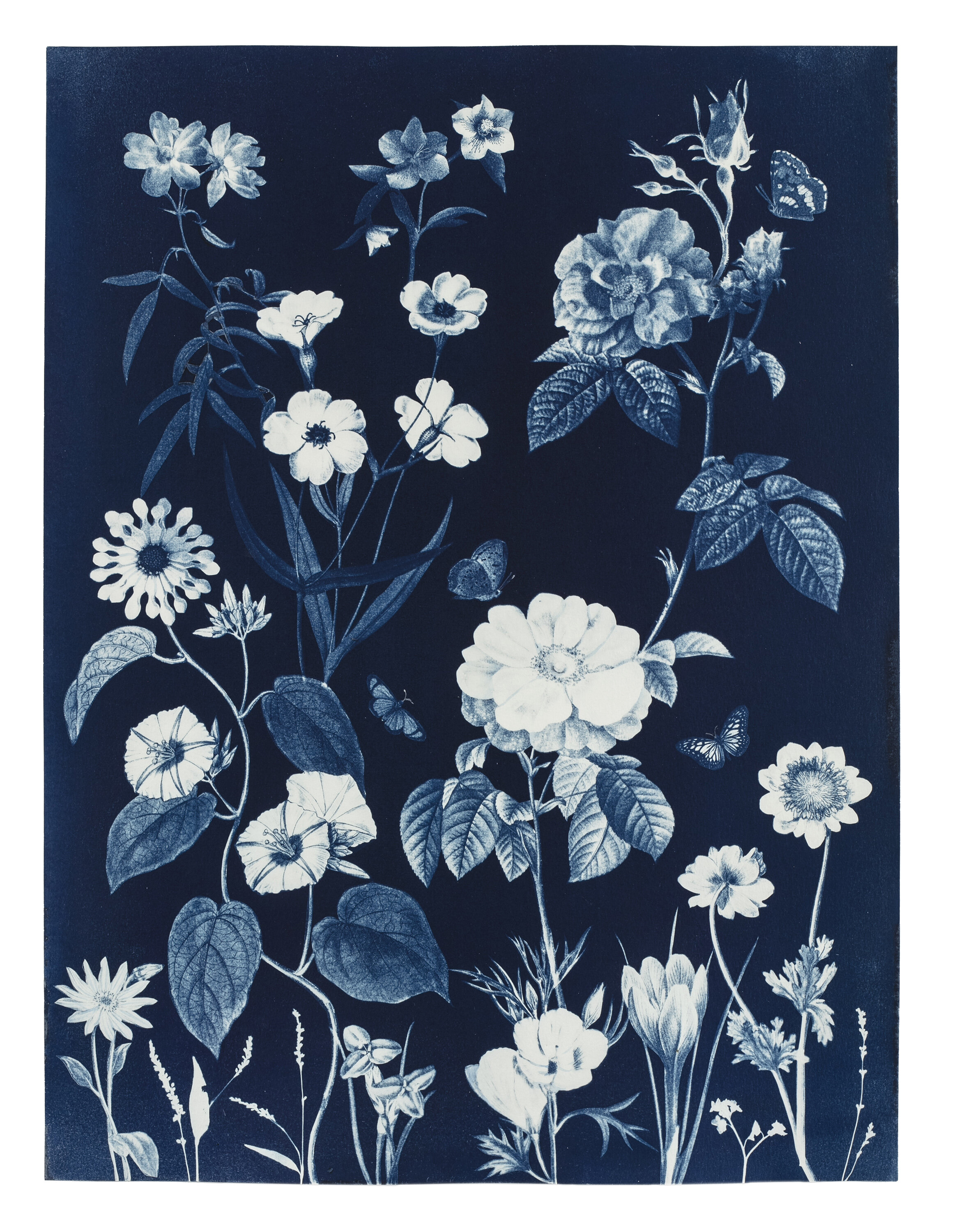 Cyanotype Painting (Roses, Morning Glories, Hellebores, Pollinators, etc)