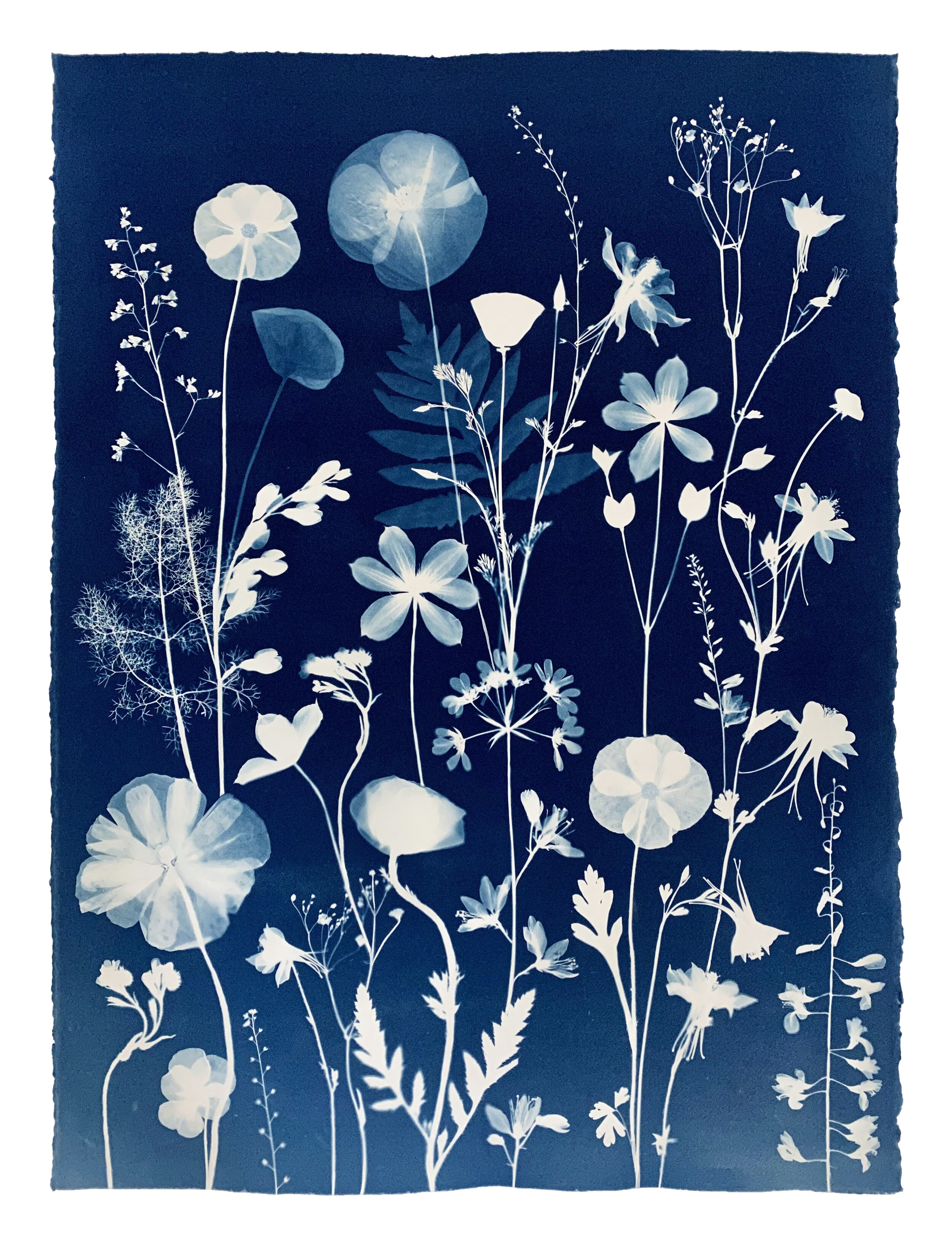  2021, 30” x 23" watercolor, gouache and cyanotype on Arches cotton paper   Unavailable (now full-color painted)  