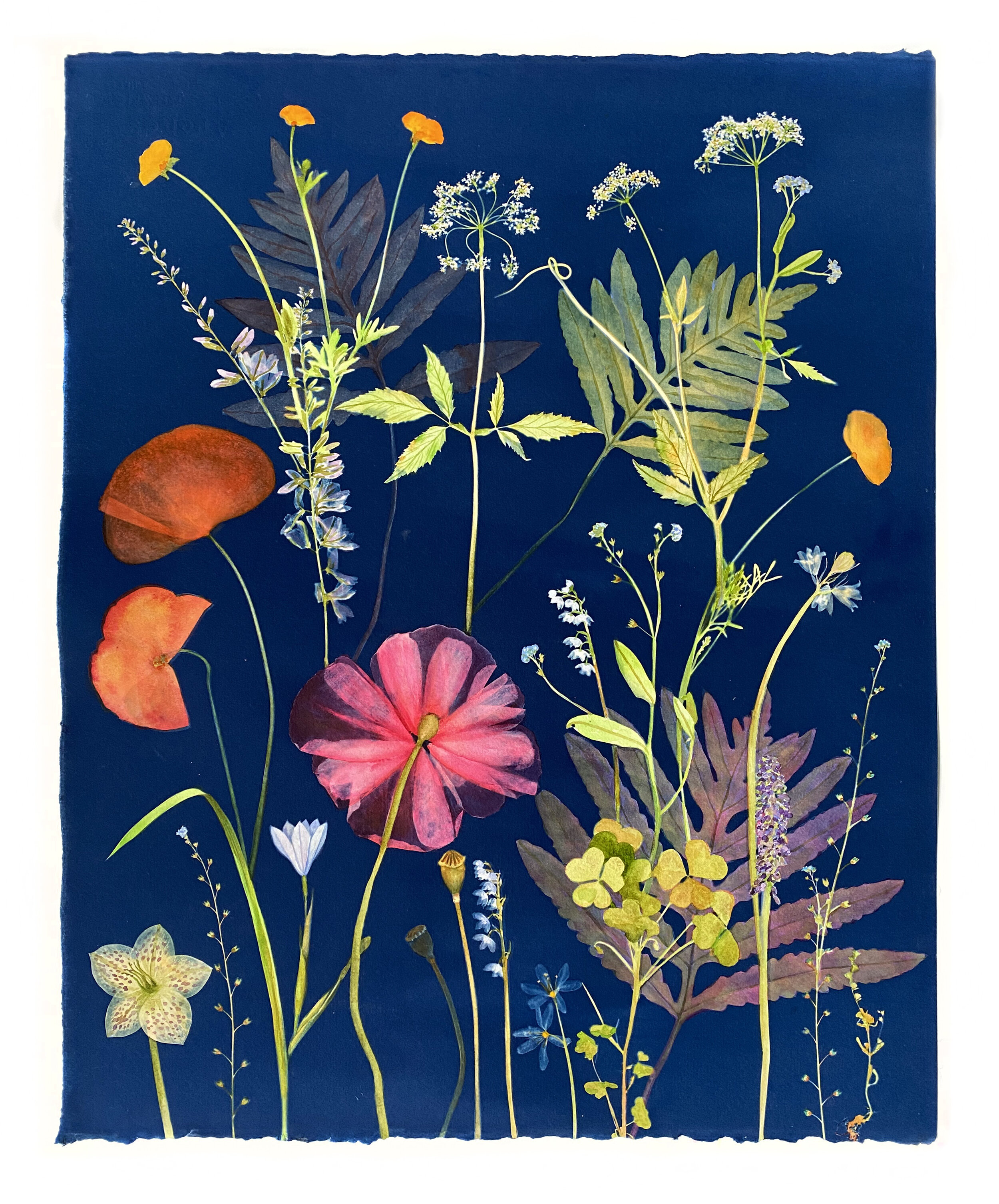 Cyanotype Painting (Poppies, Queen Anne's Lace, Clover, Ferns, etc) 