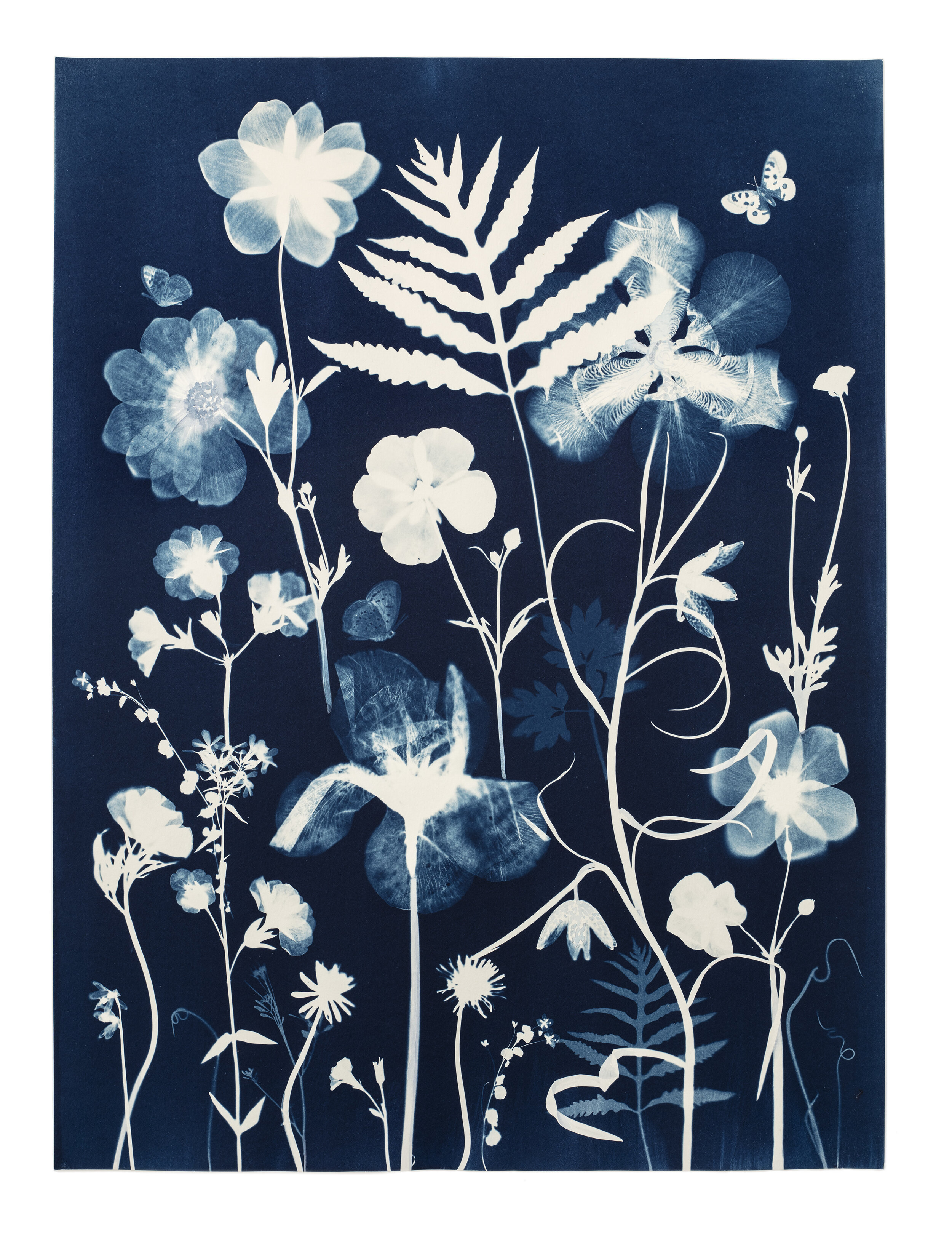 Cyanotype Painting (Irises, Anemones, Buttercups, Pollinators, etc)