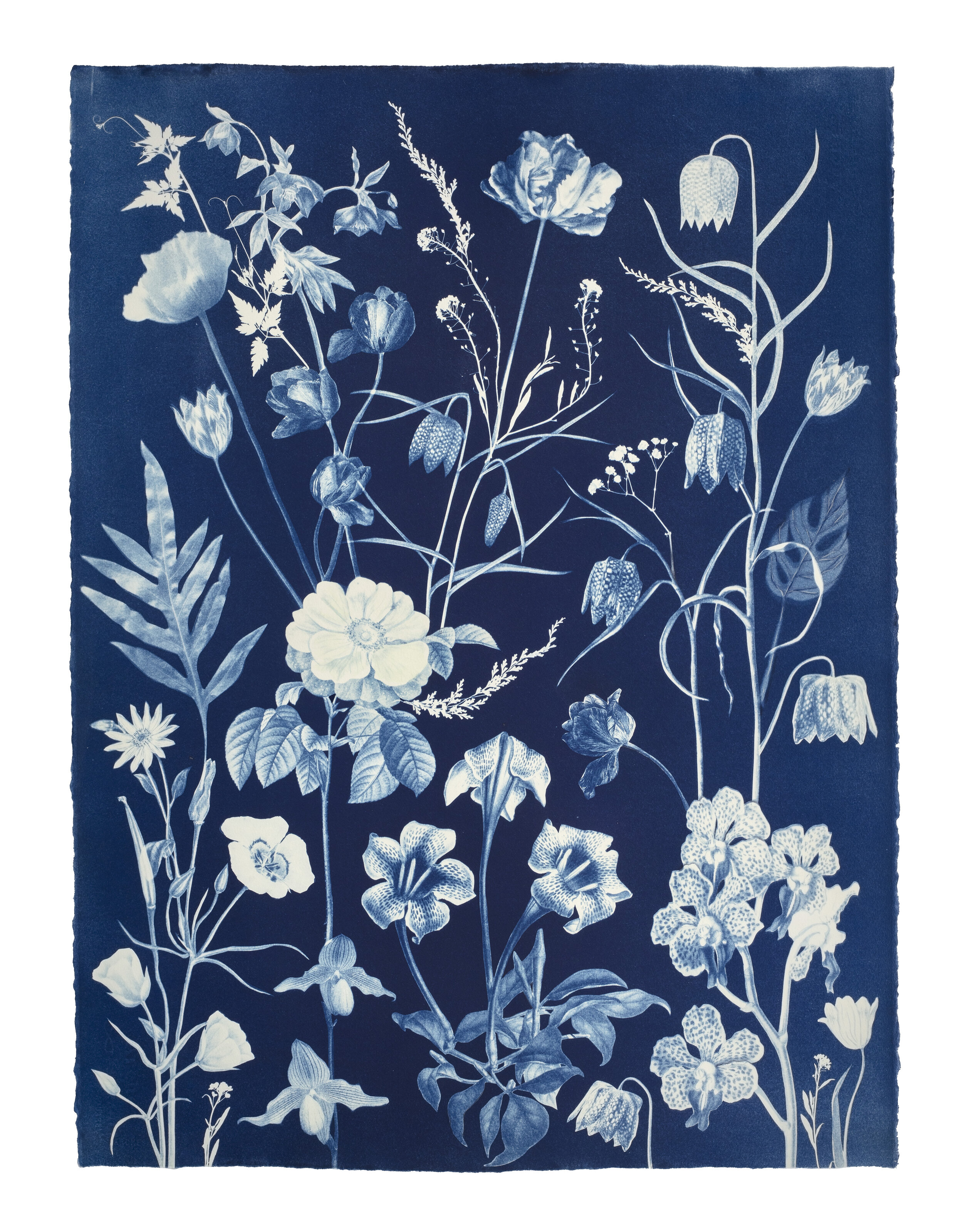 Cyanotype Painting (Roses, Orchids, Tulips, Fern, Fritillarias, etc)