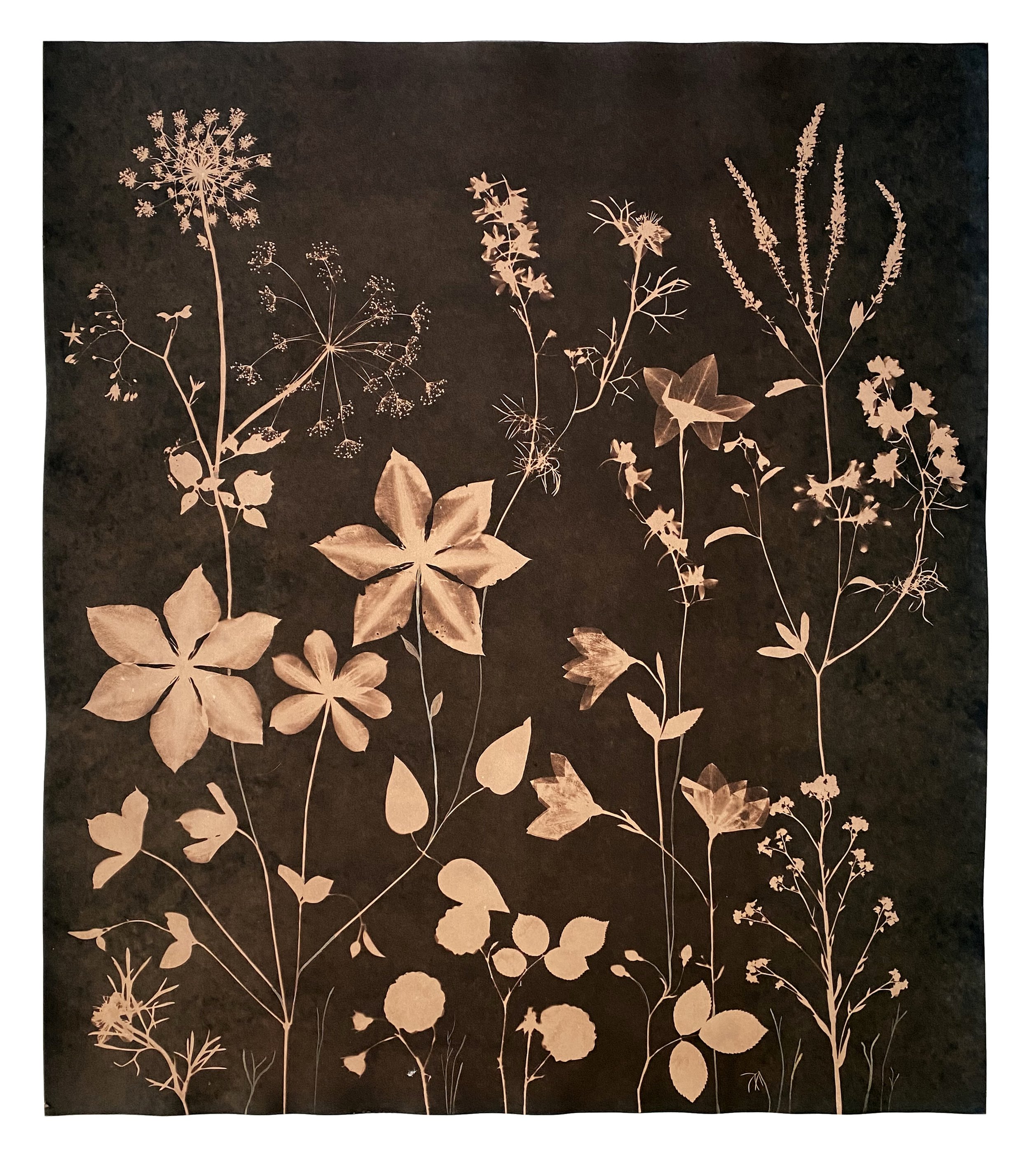 Cyanotype Painting (Tea Toned Clematis, Queen Anne's Lace, Forget Me Nots, etc)