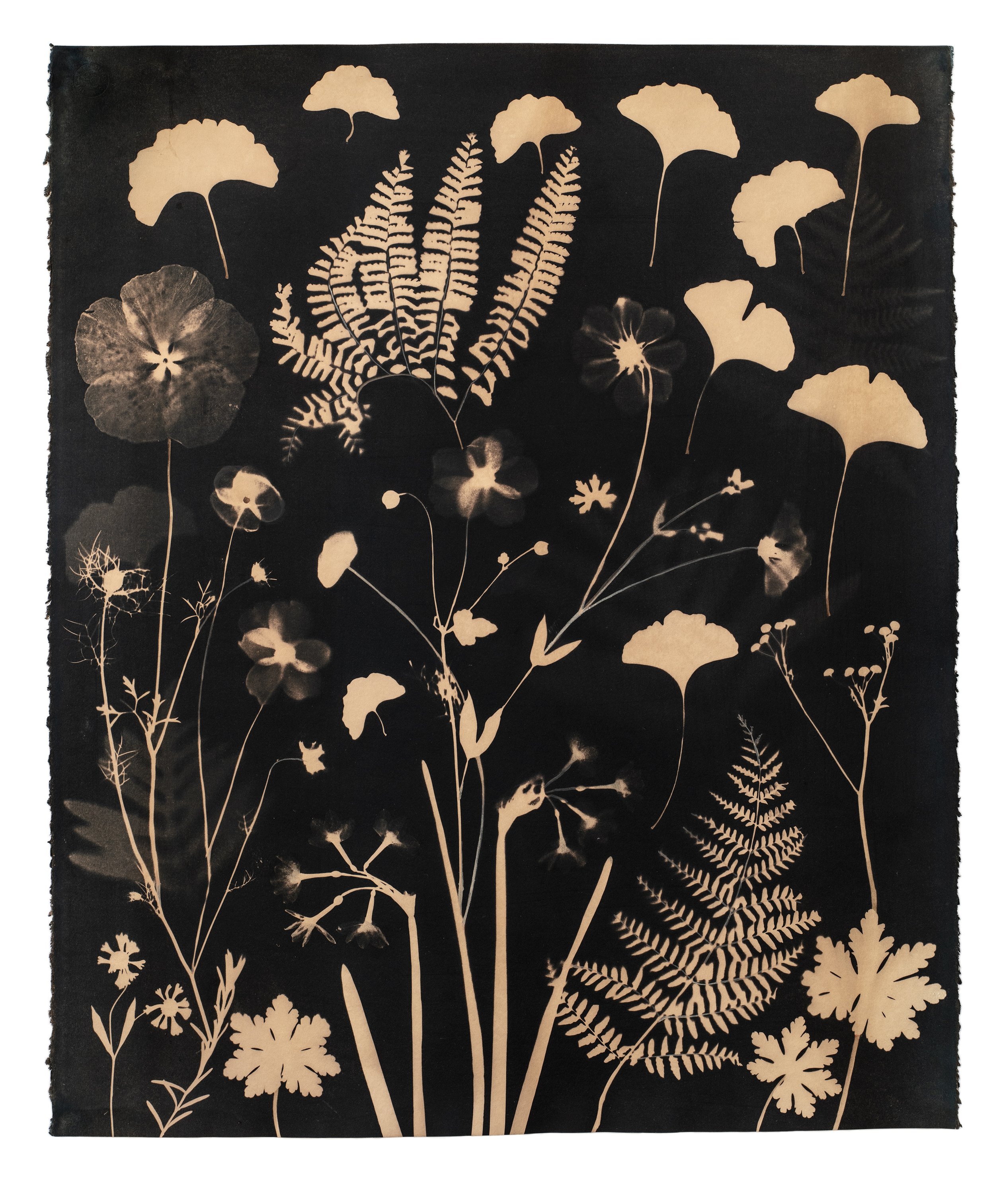 Cyanotype Painting (Tea Tones Gingko, Ferns, Petals, etc)