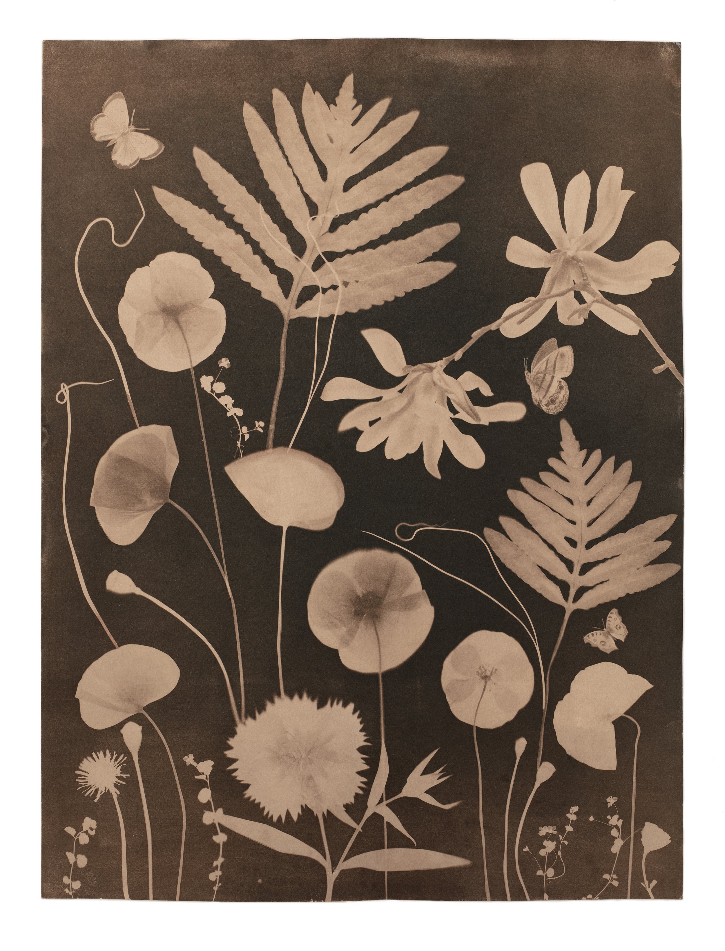 Cyanotype Painting (Tea Toned Poppies, Ferns, Magnolia, Pollinators, etc)