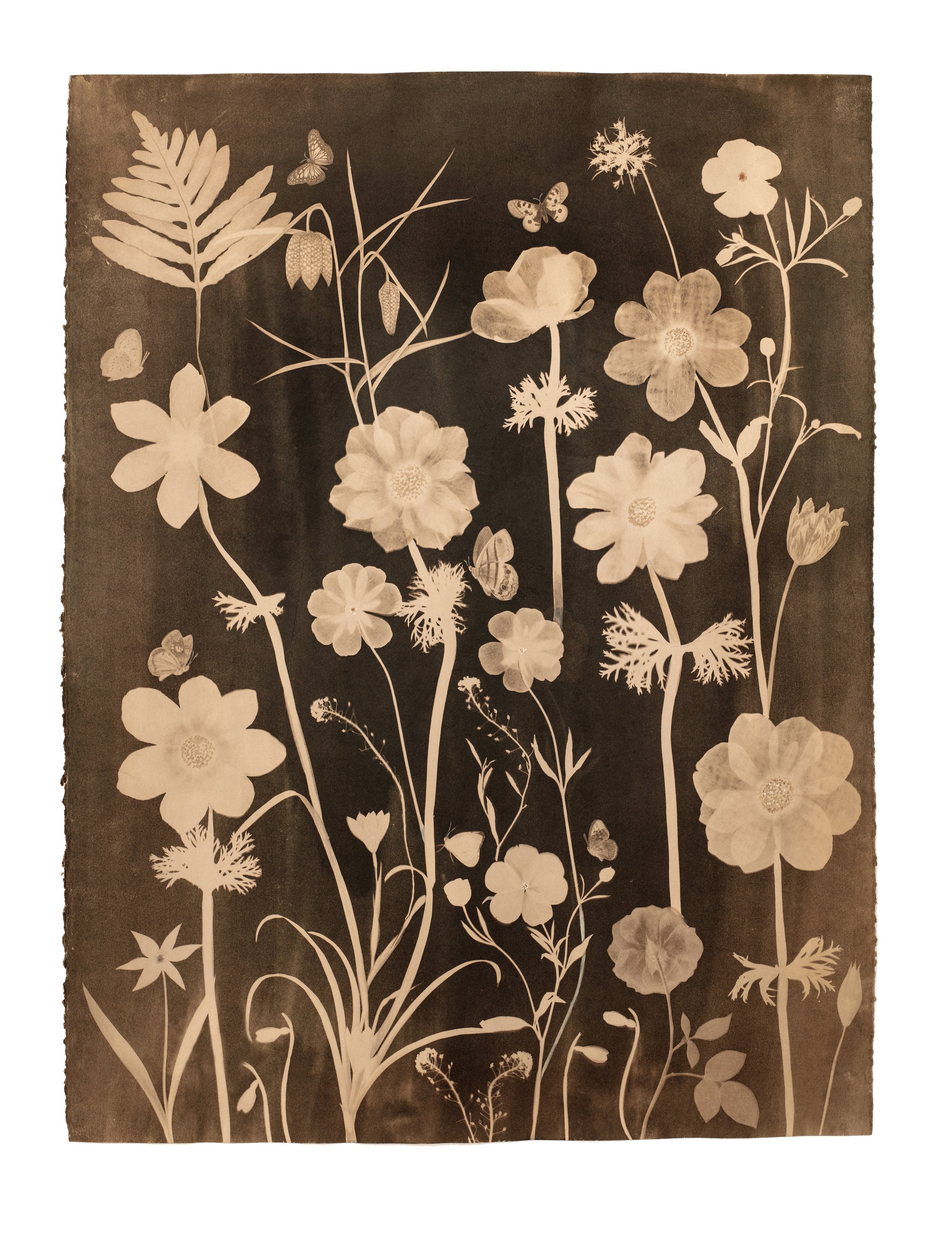 Cyanotype Painting (Tea Toned Anemones, Fritillaria, Pollinators, etc)
