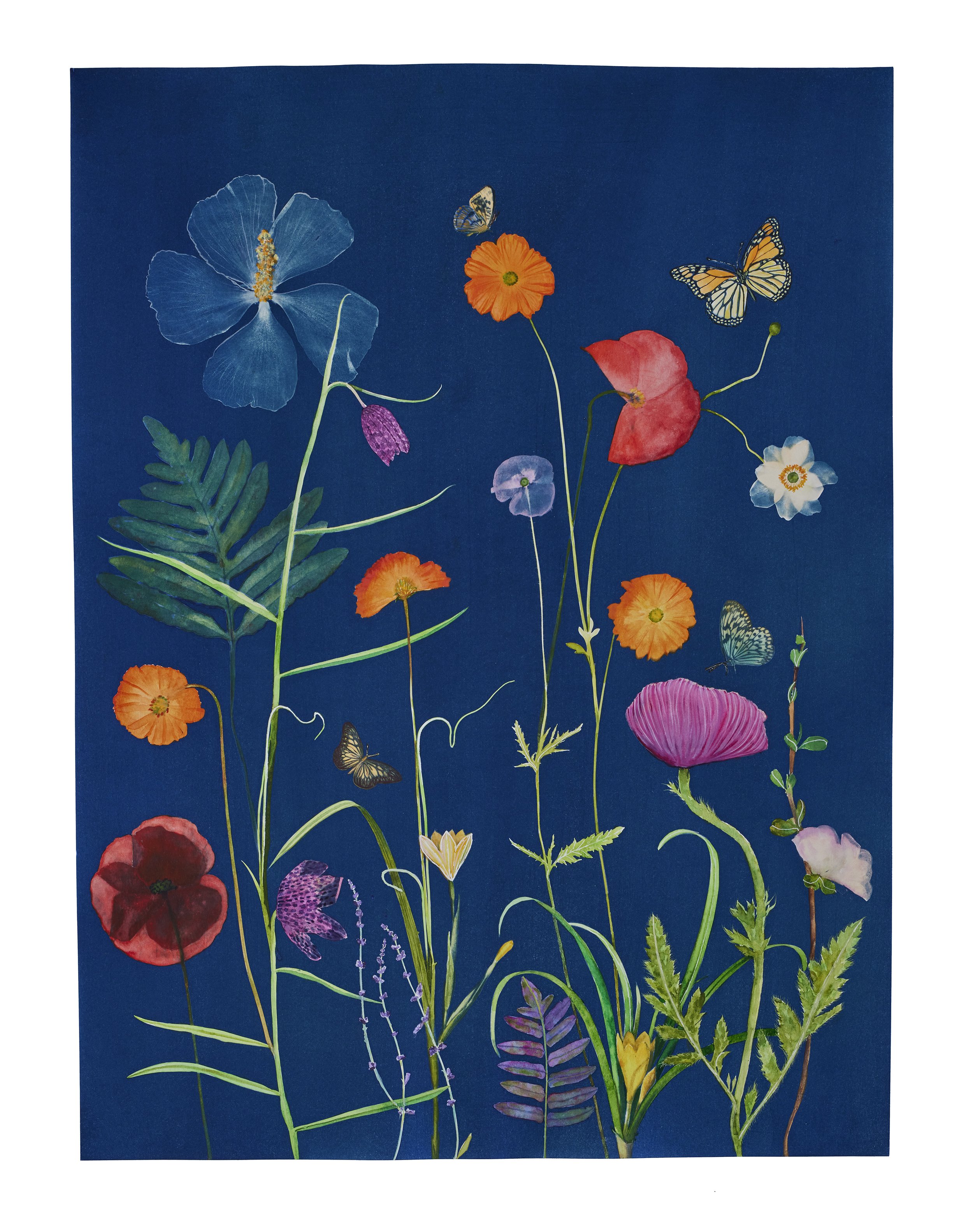 Cyanotype Painting (Cosmos, Fritillaria, Poppies, Pollinators, Ferns, etc)