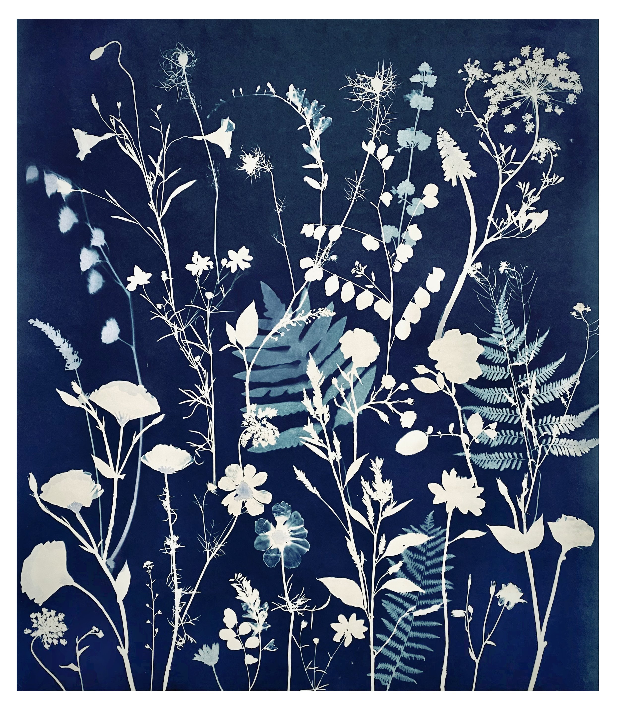 Cyanotype Painting (Queen Anne's Lace, Ferns, Leaves, etc)