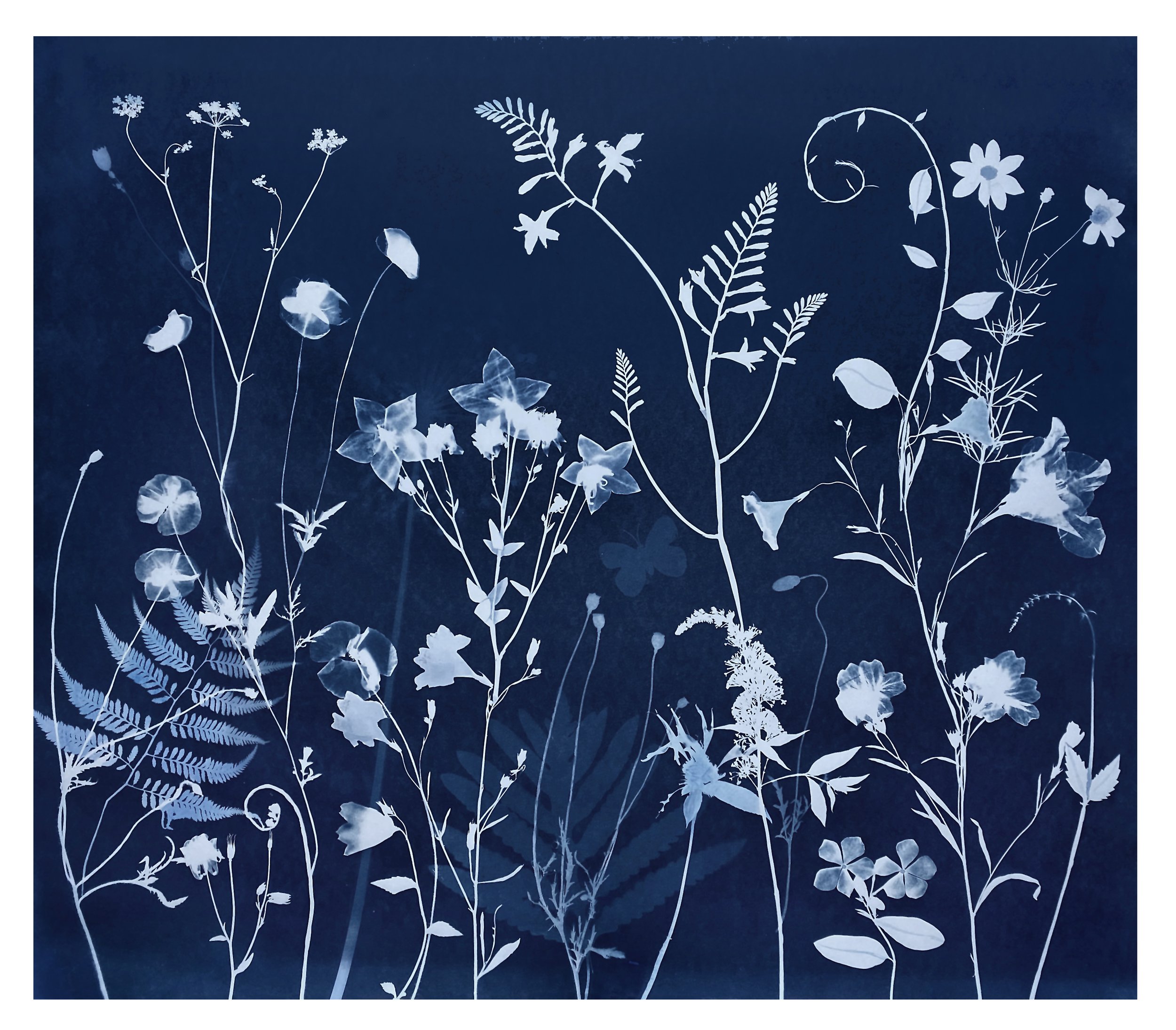 Cyanotype Painting (Poppies, Ferns, Montbretia, etc)