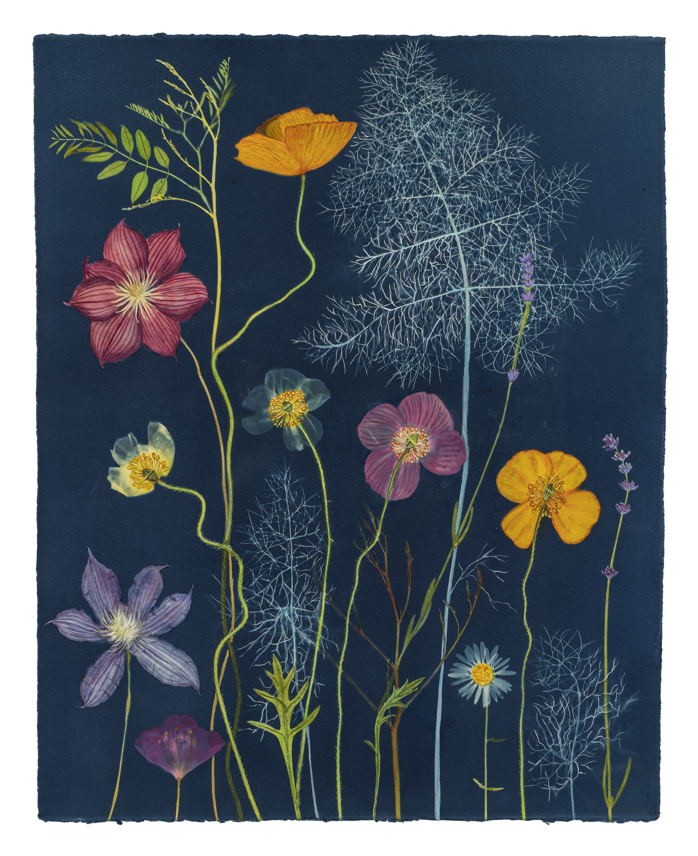Cyanotype Painting (Clematis, Poppies, Dill, etc)