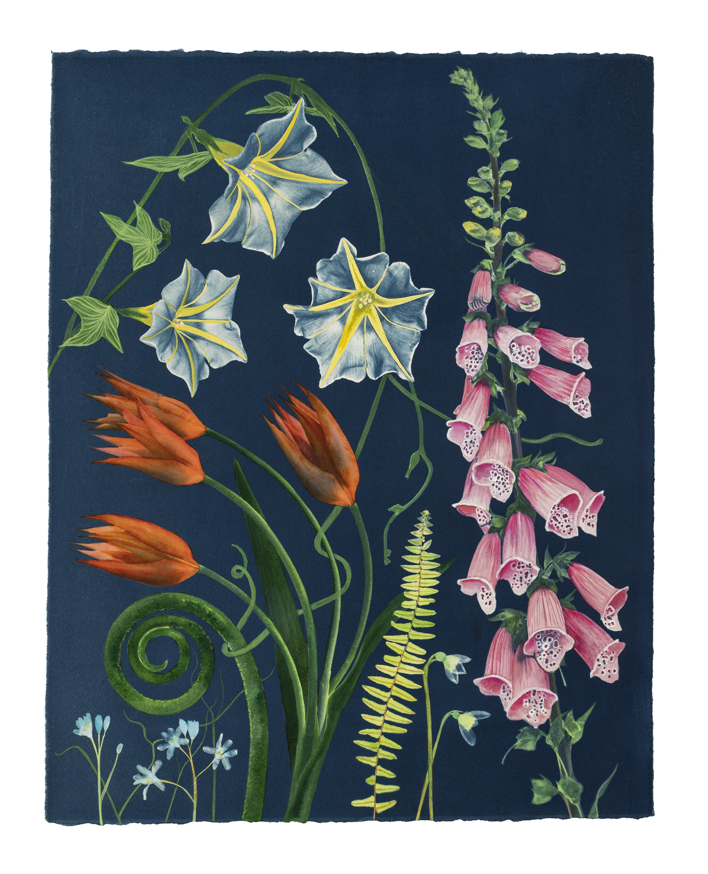 Picturesque Botany (Tulip, Foxglove, Morning Glory, Snowdrop, etc)