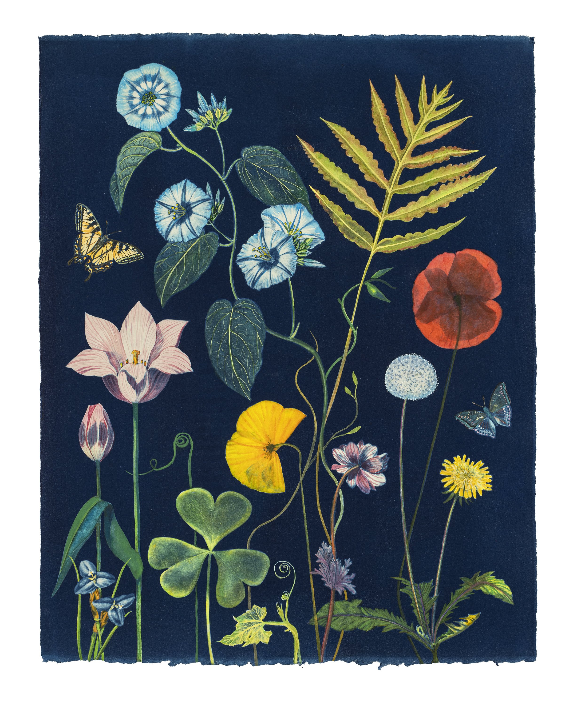 Picturesque Botany (Morning Glory, Poppy, Dandelion, Tulip, Fern, Crocus, Pollinators, etc)