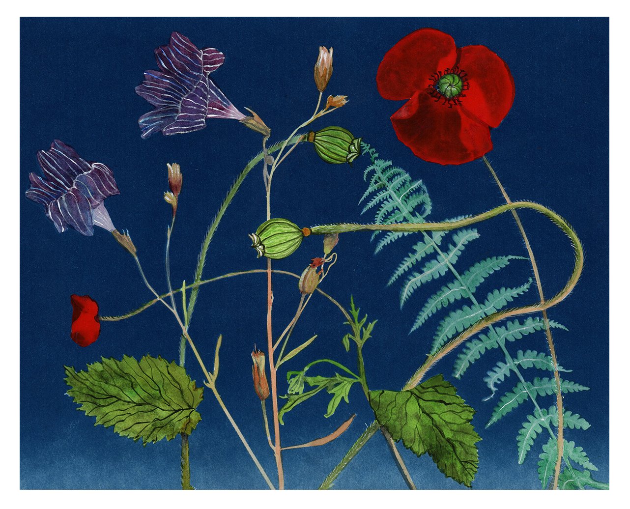 01A_JWB_Nocturnal Nature_12x10_Poppies, Petunia, Fern.jpg