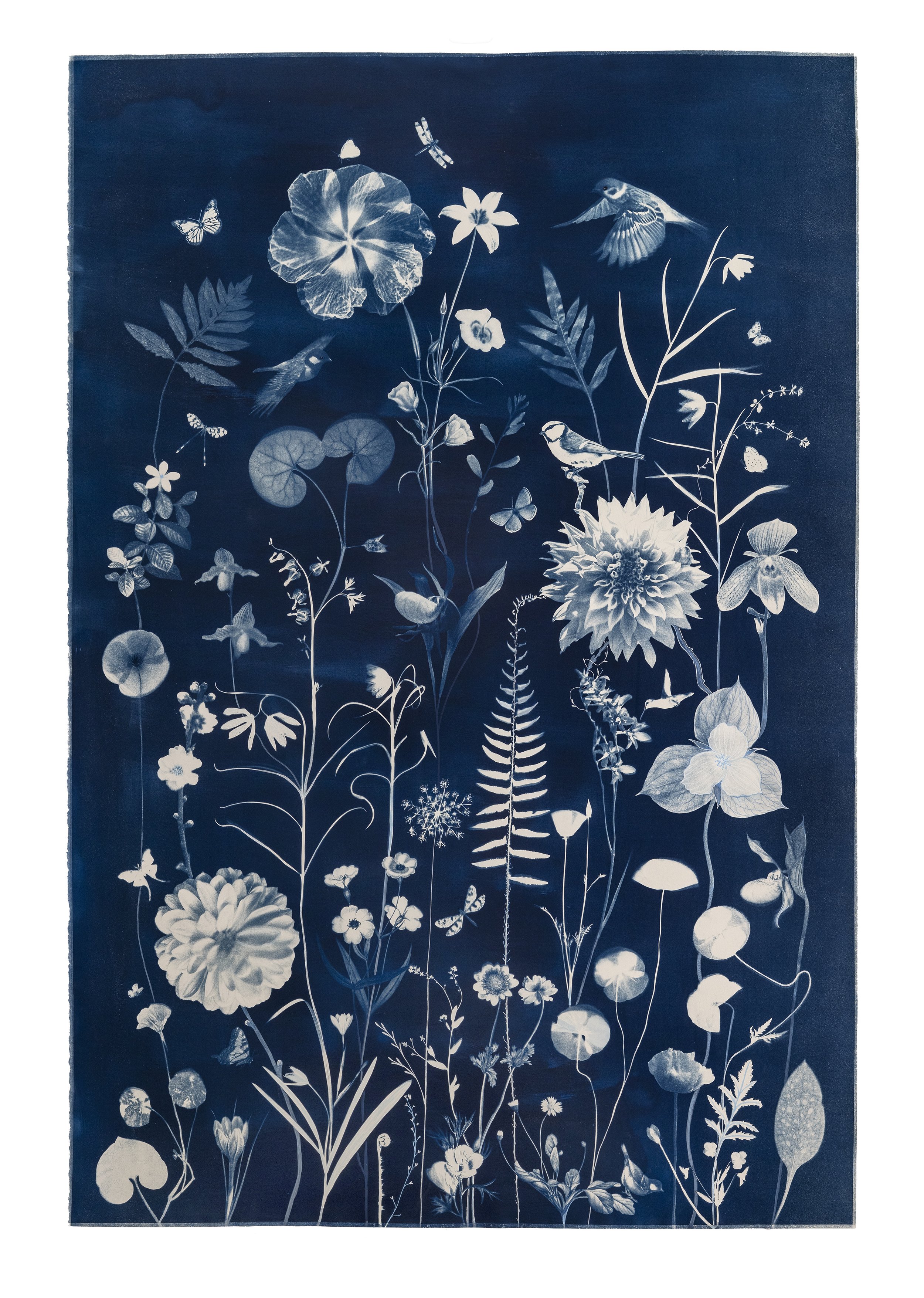 Picturesque Botany (Dahlia, Orchid, Trillium, Poppy, Fern, Birds, Pollinators, etc)