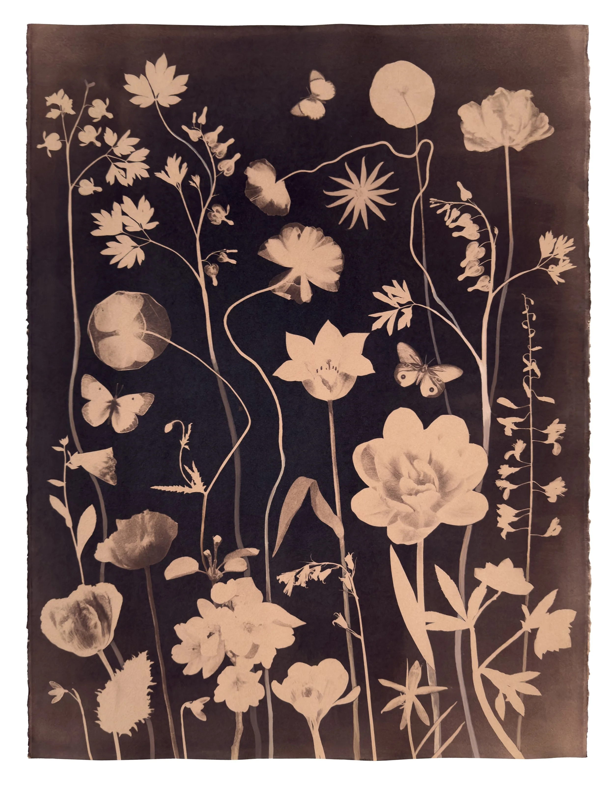 Nocturnal Nature (Tea Toned Tulips, Bleeding Heart, Poppies, Pollinators, etc)
