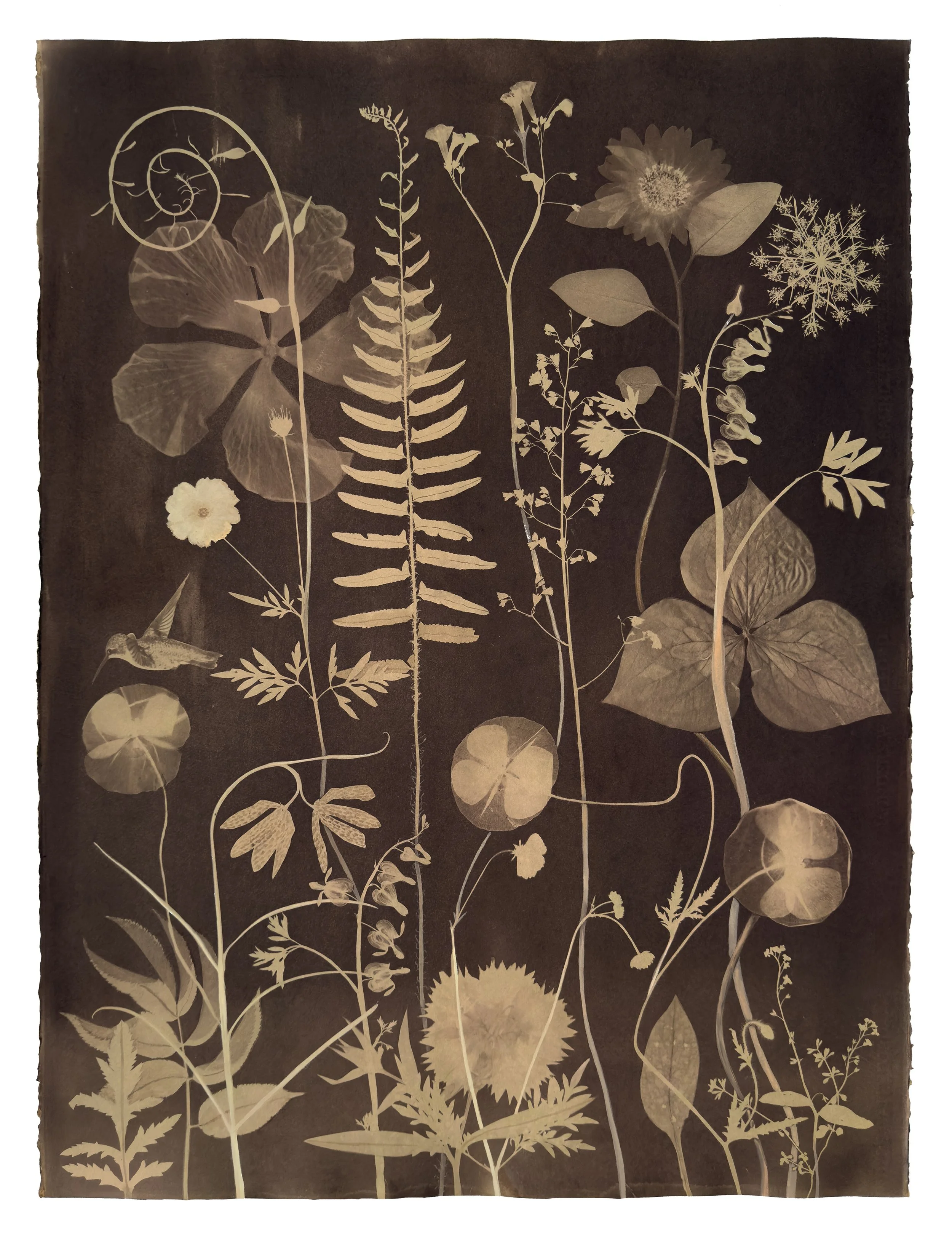 Nocturnal Nature (Tea Toned Sunflower, Bleeding Hearts, Poppies, Hummingbird, etc)