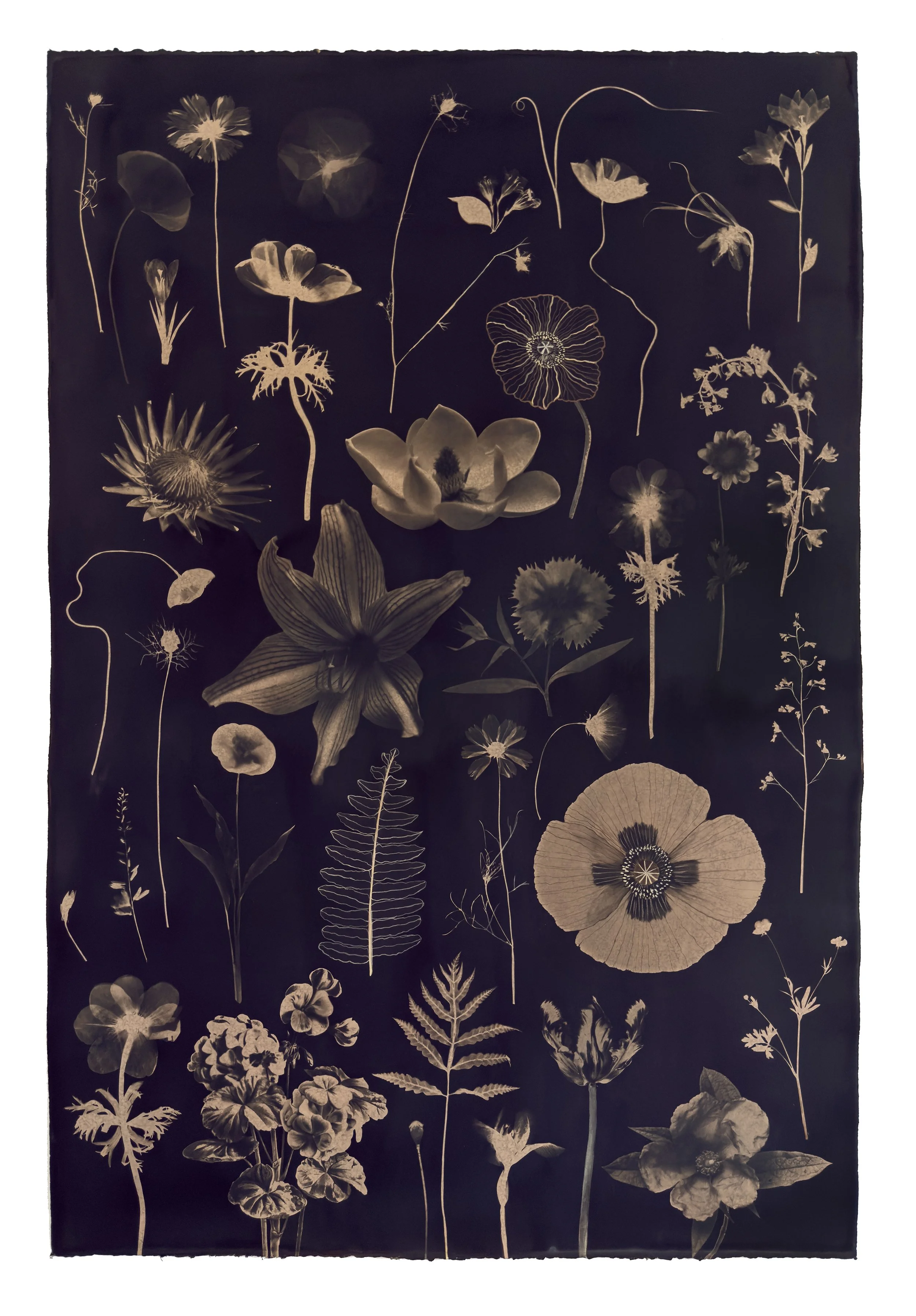 Floating Herbarium (Tea Toned Poppies, Anemone, Lily, Magnolia, Geranium, etc)