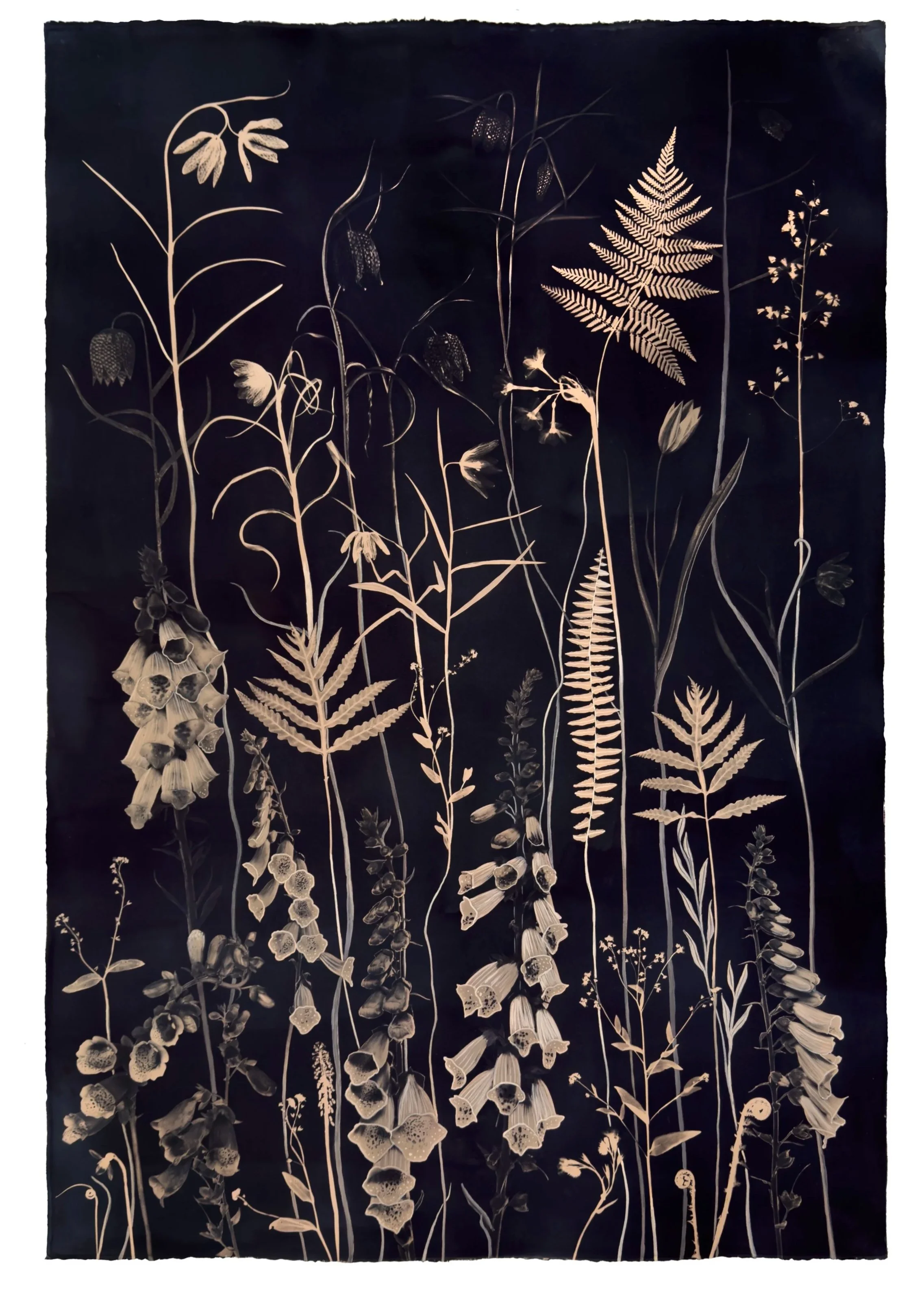 Floating Herbarium (Tea Toned Foxglove, Fritillaria, Fern, Forget-me-not, etc)

 

 2026 44” x 30” paper size  Watercolor, Gouache and Tea Toned Cyanotype on Arches Platine Paper   available;  