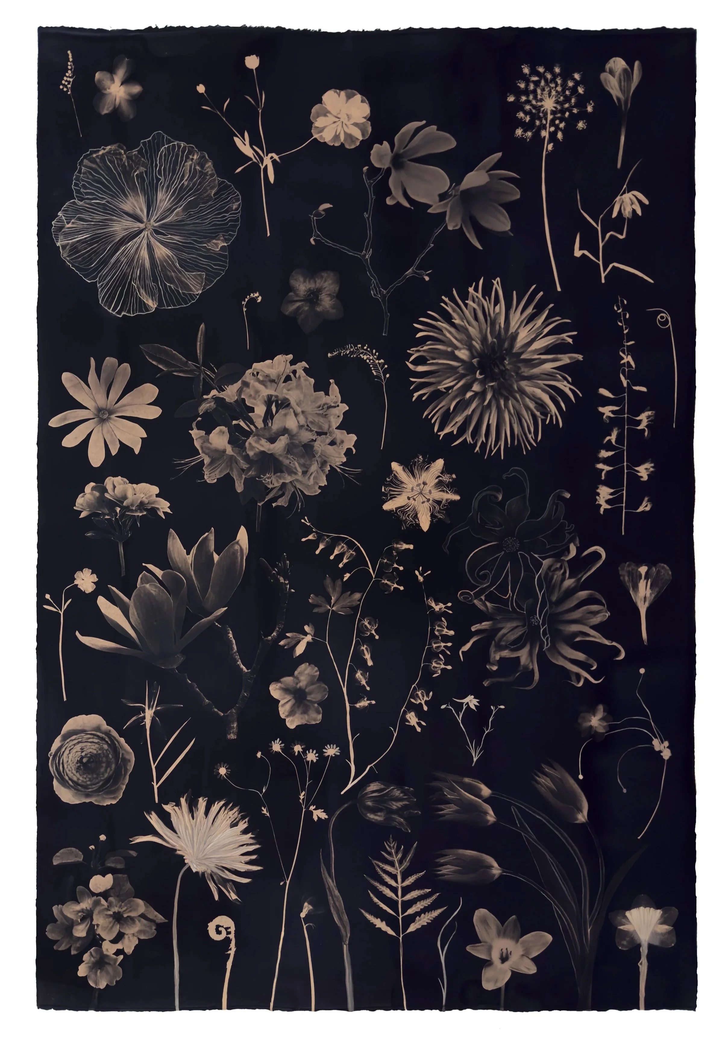 Floating Herbarium (Tea Toned Hibiscus, Magnolia, Tulip, Bleeding Heart, Chrysanthemum, etc)

 

 2026 44” x 30” paper size  Watercolor, Gouache and Tea Toned Cyanotype on Arches Platine Paper   available   