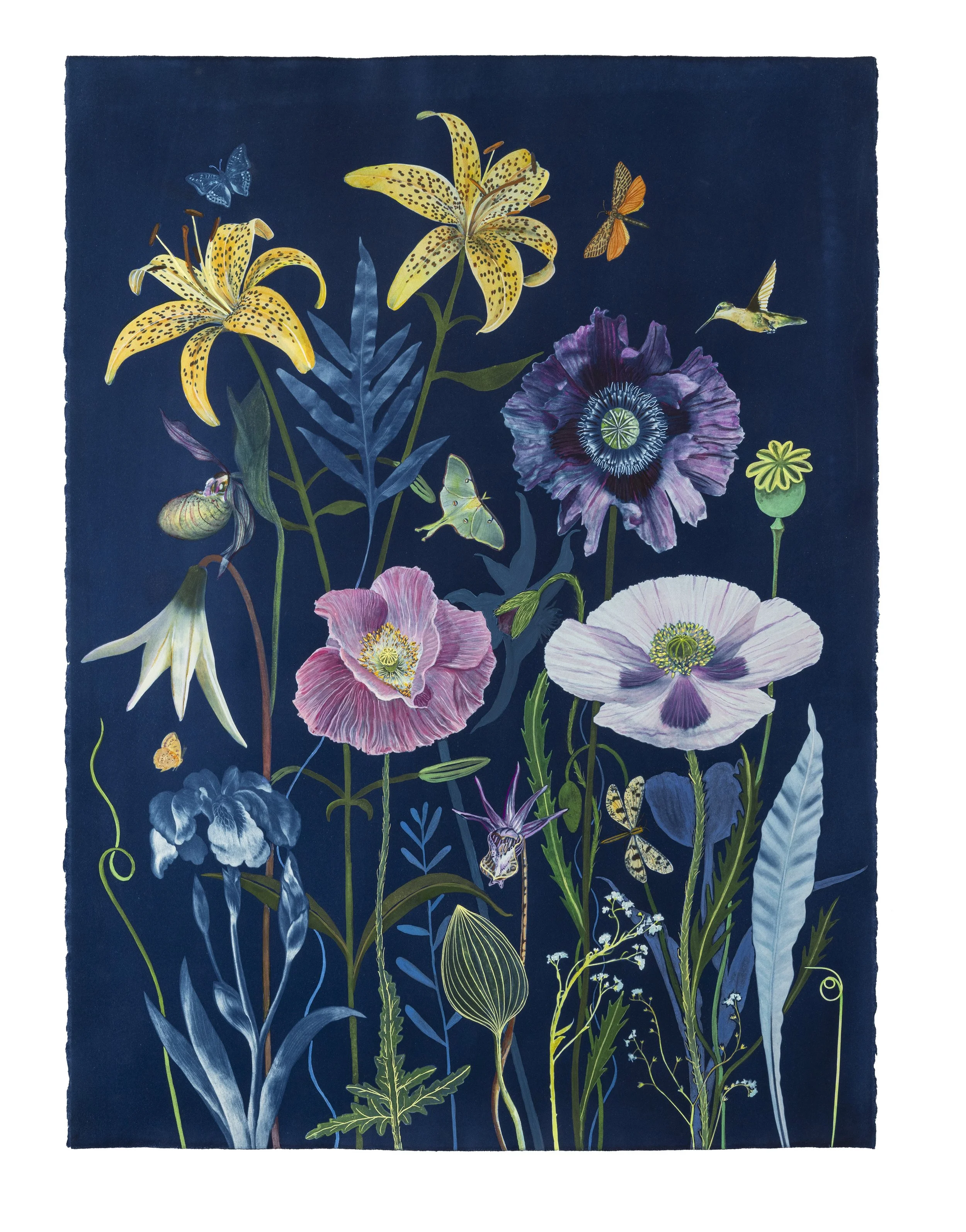 Picturesque Botany (Lily, Poppy, Iris, Lady Slipper, Fern, Hummingbird, etc), 2025, 30” x 23” watercolor, gouache and cyanotype on Arches hot press watercolor paper   private collection  