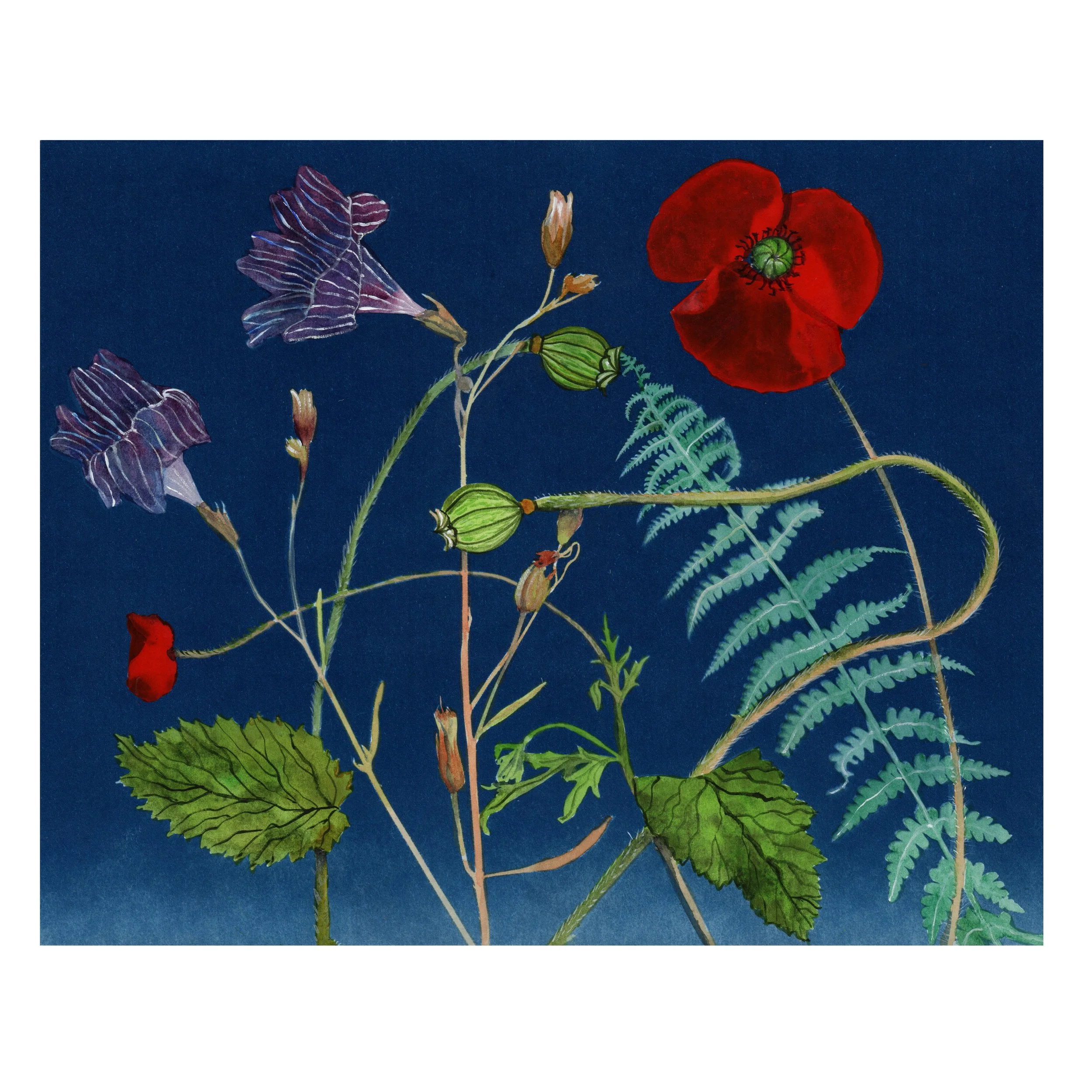 JWB_CyanotypePainting_Poppies_Petunia-square.jpg