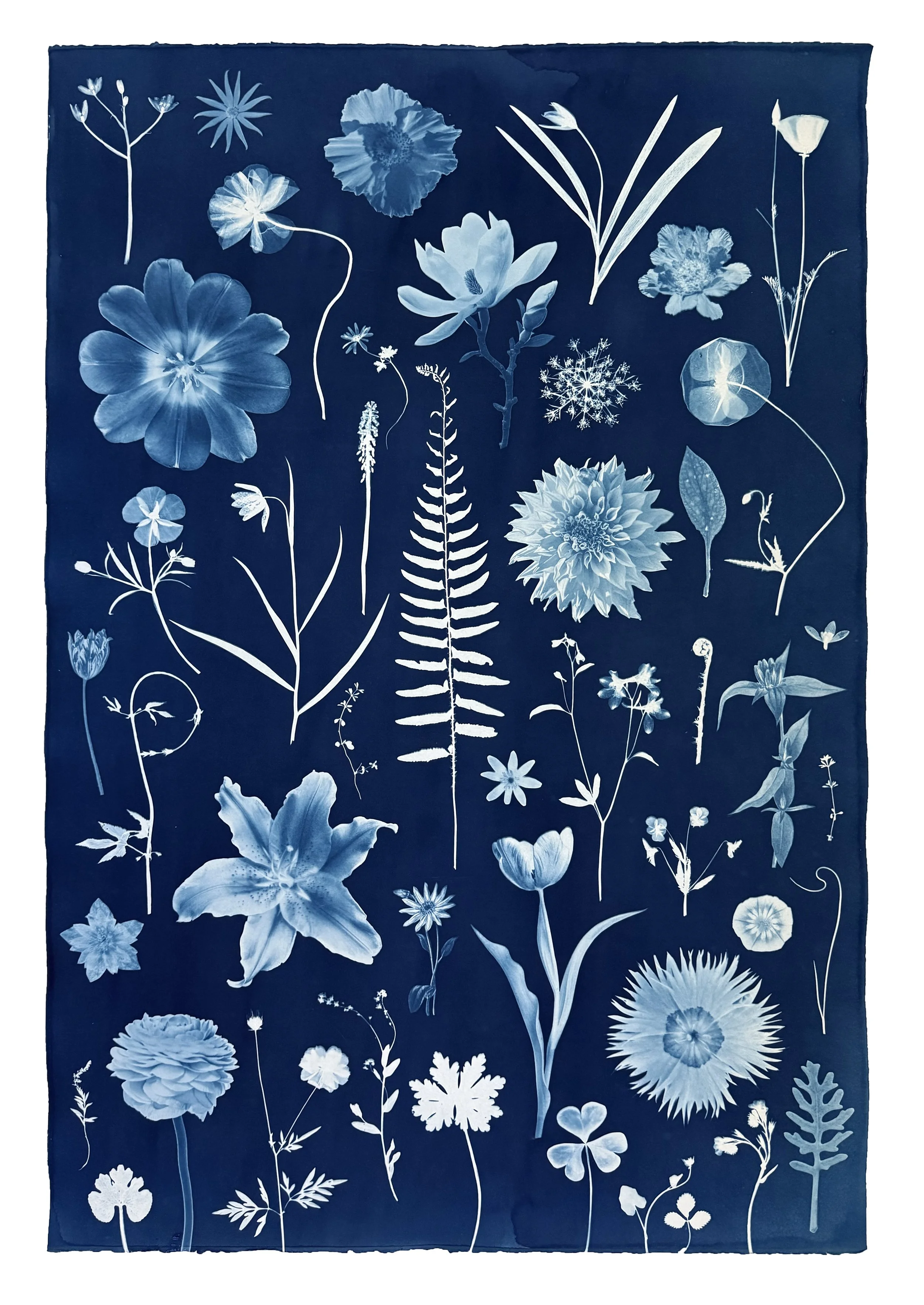 Floating Herbarium (Lily, Dahlia, Magnolia, Fern, Tulip), 2026, 44 x 30 inches, watercolor, Gouache, India ink and Cyanotype on Arches Platine Paper   Available through Carrie Haddad Gallery  