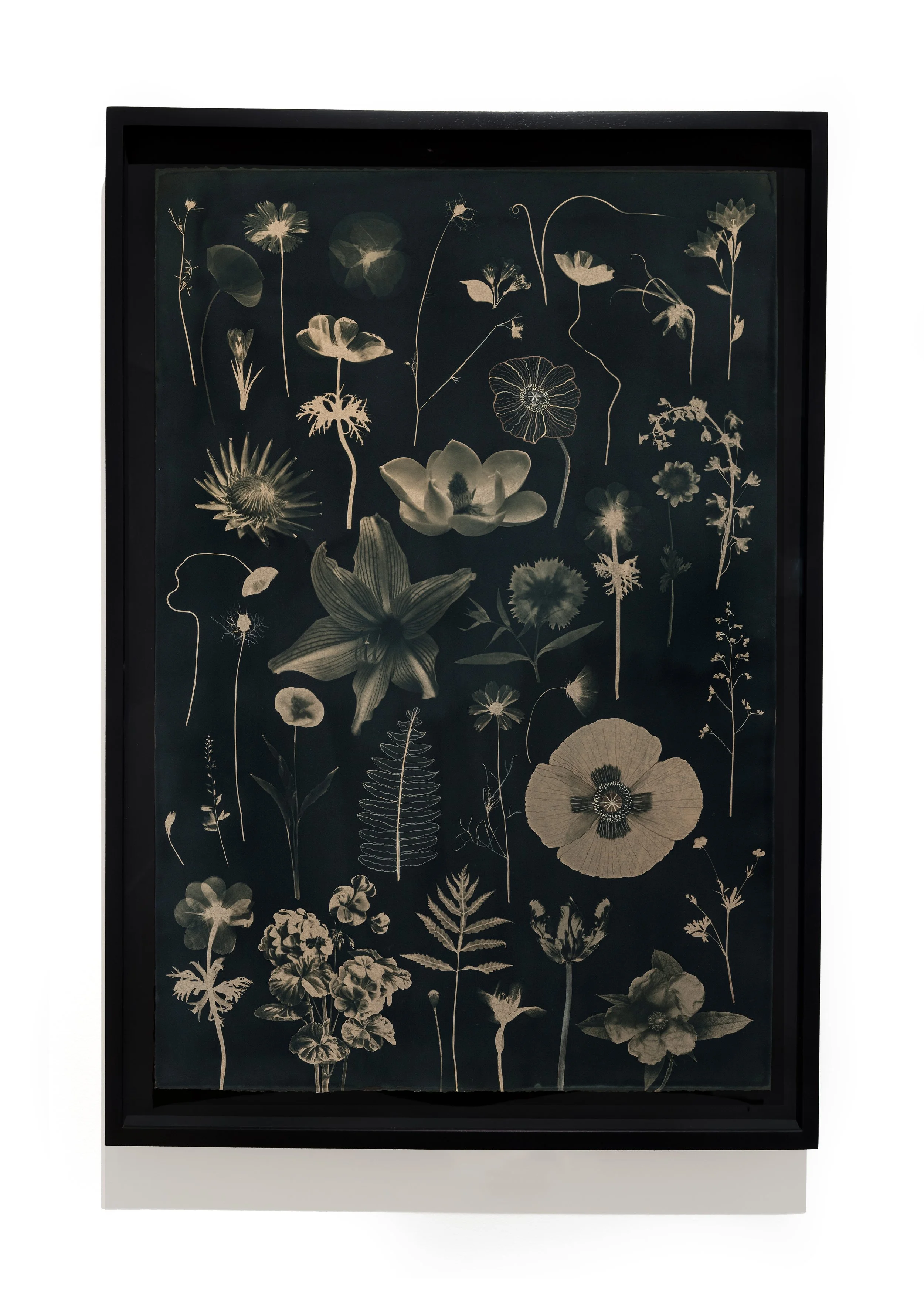 JWB_FloatingHerbarium_Sepia_44x30_PoppiesAnemoneLilyMagnoliaGeranium-framed.jpg